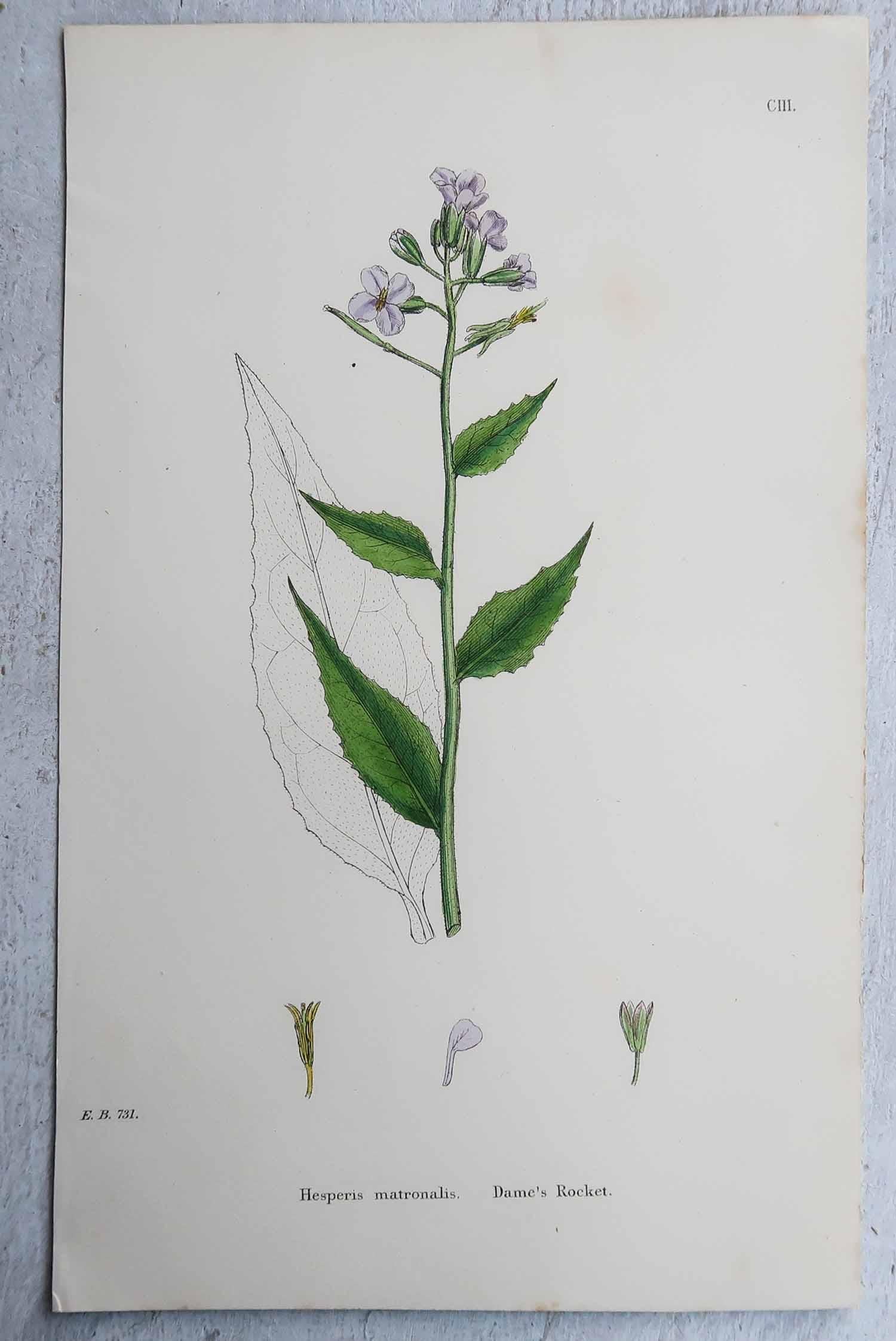Set di 16 stampe botaniche originali antiche, circa 1850 in vendita 6