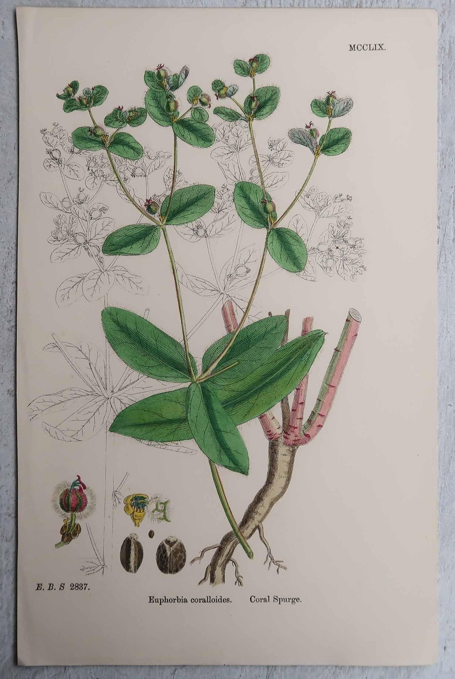 Set of 16 Original Antique Botanical Prints, circa 1850 For Sale 6