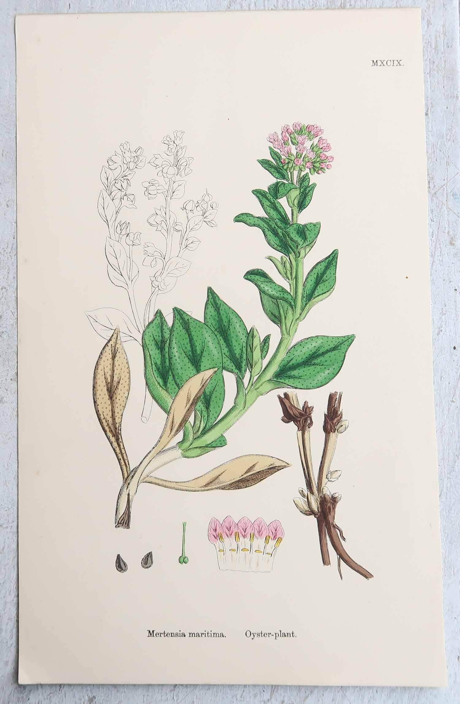 Ensemble de 16 estampes botaniques originales d'antiquités, vers 1850 en vente 6