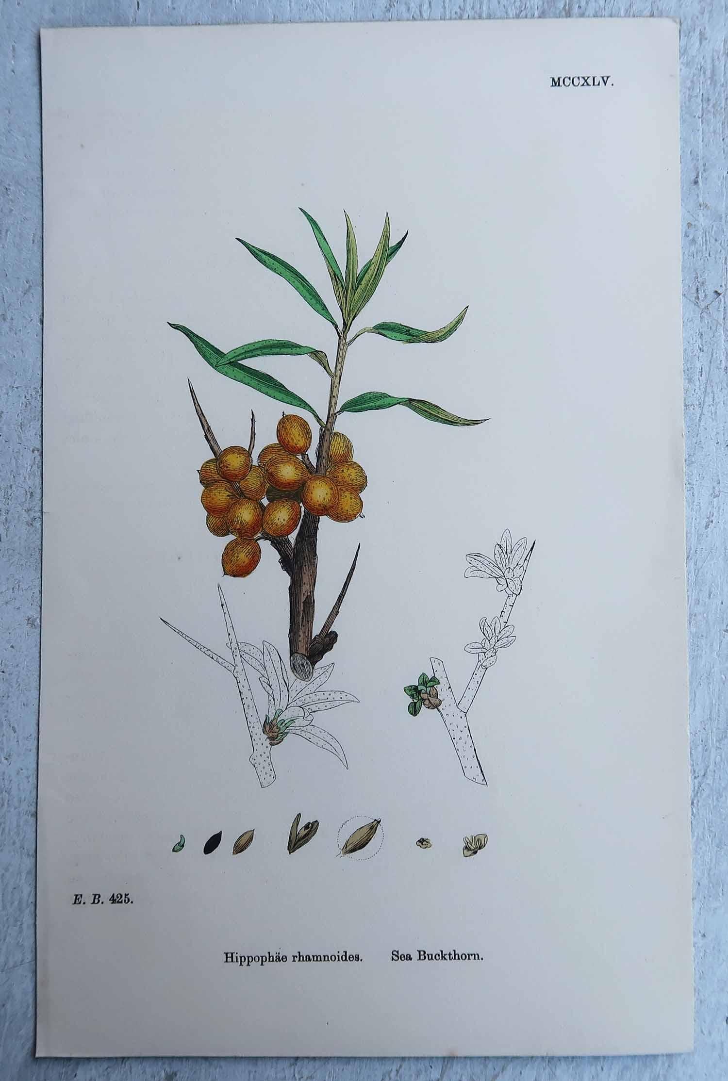 Set von 16 originalen antiken botanischen Drucken, um 1850 im Angebot 6