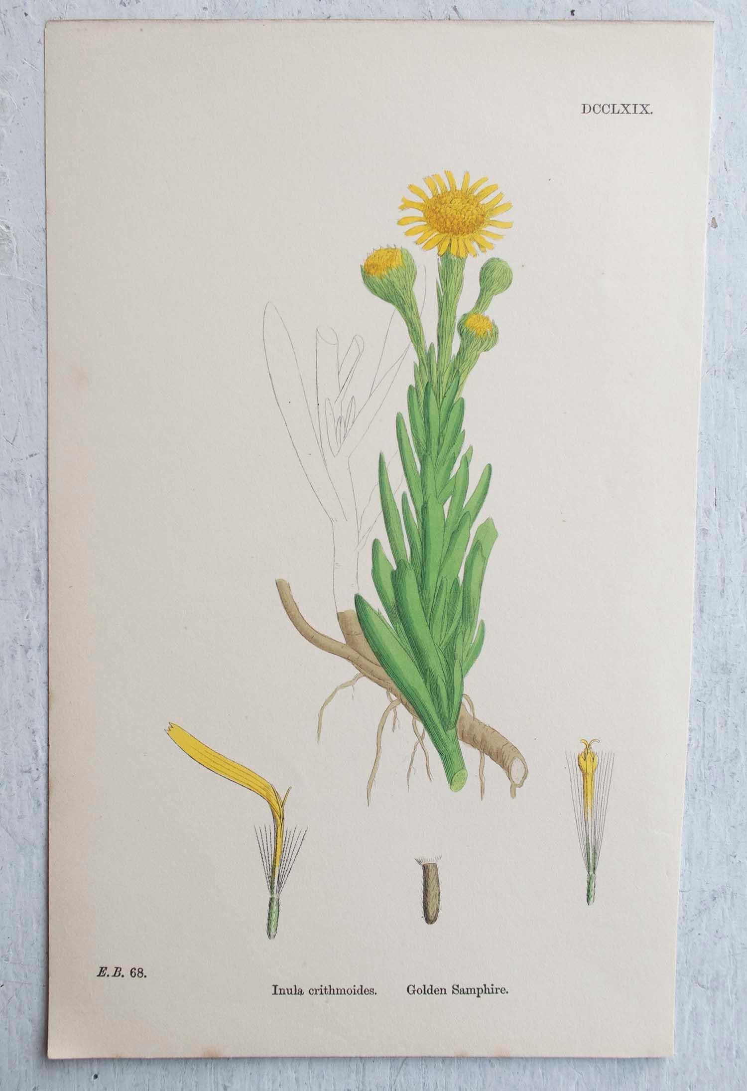 Set of 16 Original Antique Botanical Prints, circa 1850 7