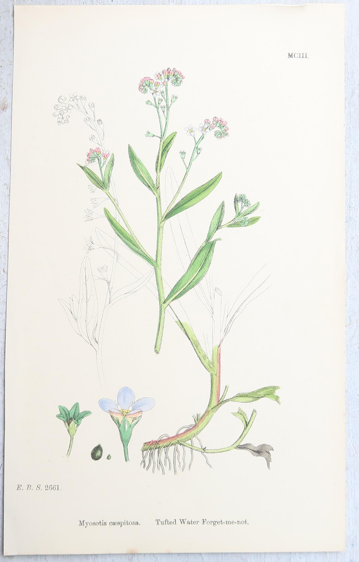 Set von 16 originalen antiken botanischen Drucken, um 1850 im Angebot 7