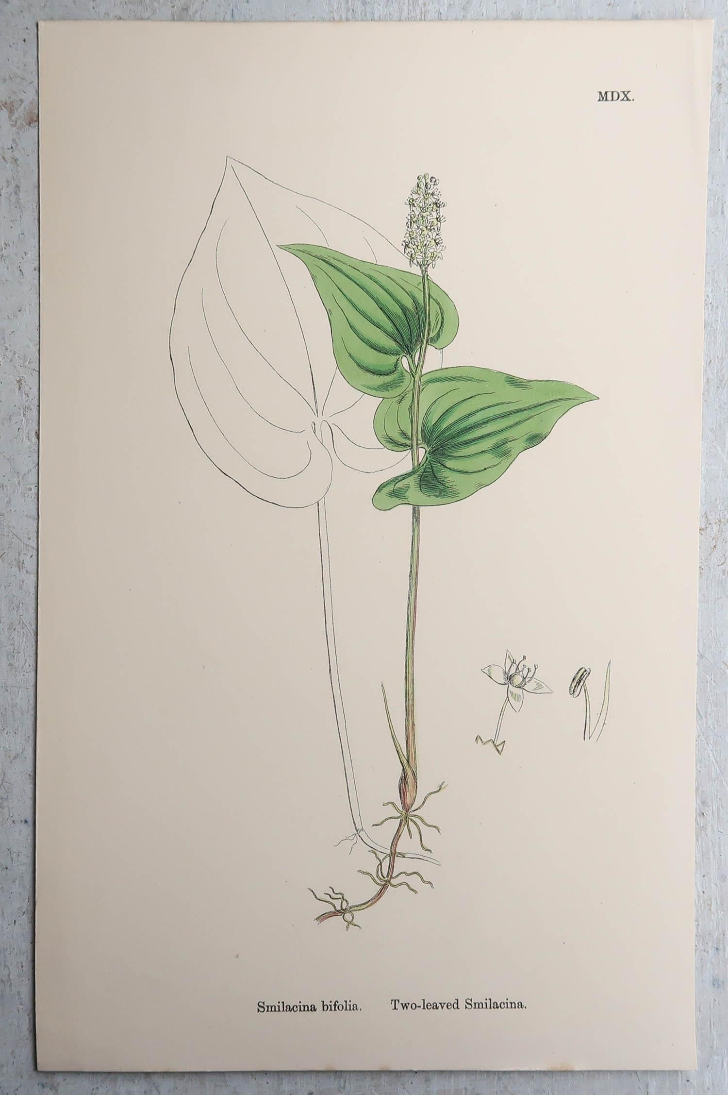 Set of 16 Original Antique Botanical Prints, circa 1850 For Sale 7