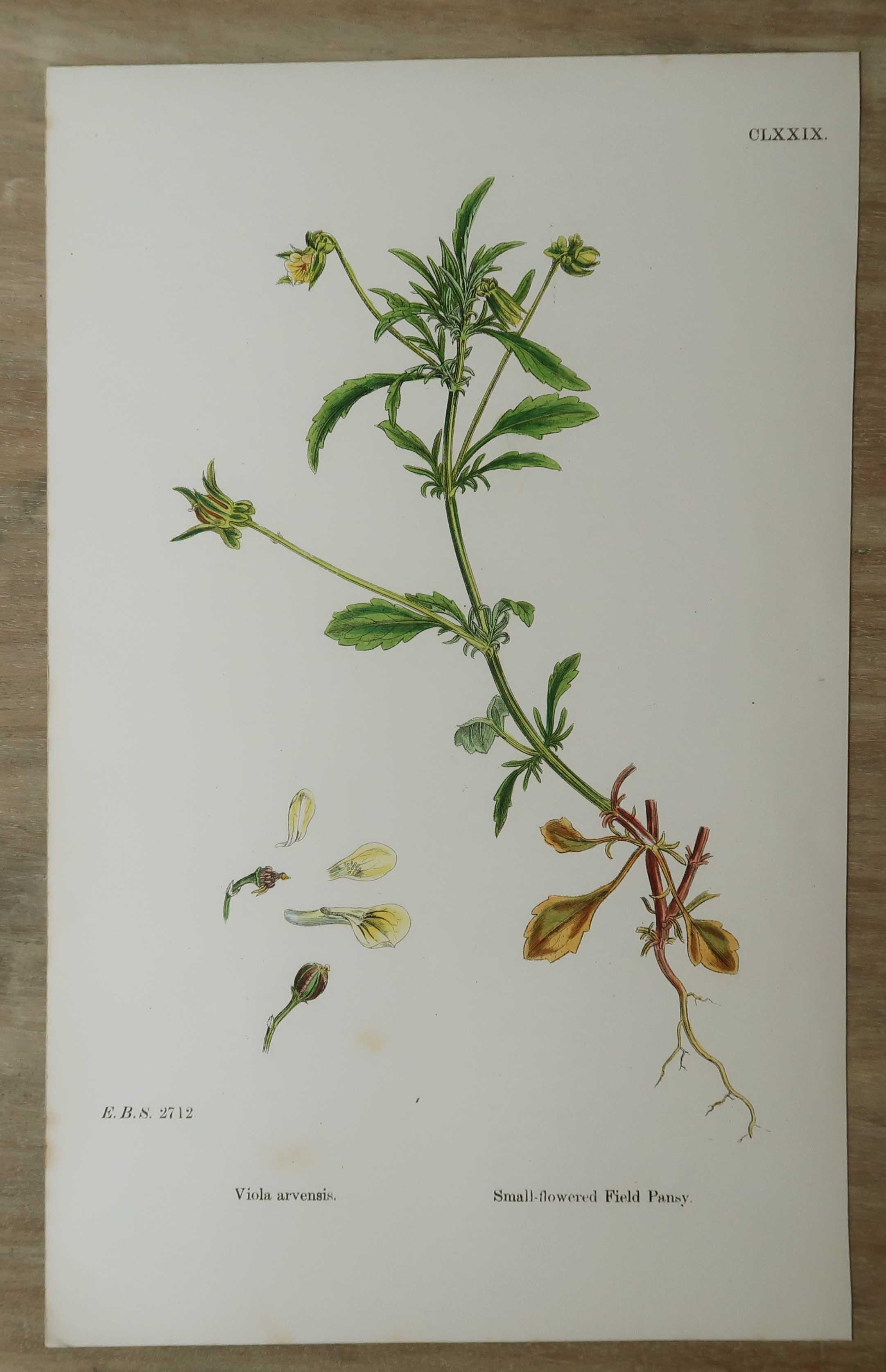 Set of 16 Original Antique Botanical Prints, circa 1850 For Sale 7