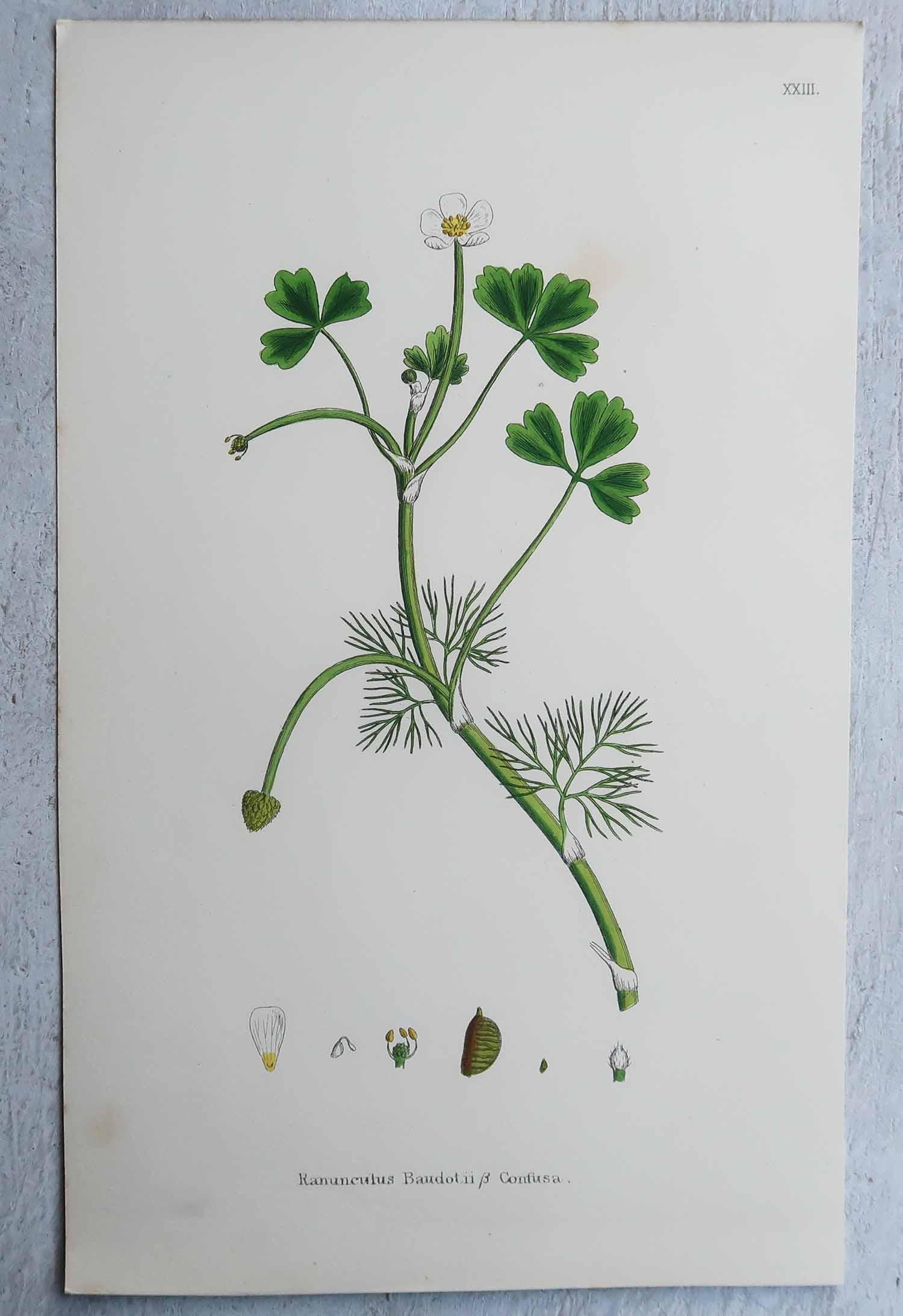Set di 16 stampe botaniche originali antiche, circa 1850 in vendita 7