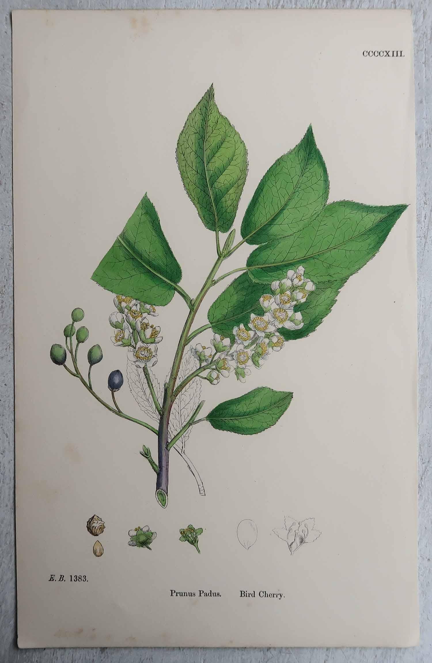 Set of 16 Original Antique Botanical Prints, circa 1850 For Sale 7
