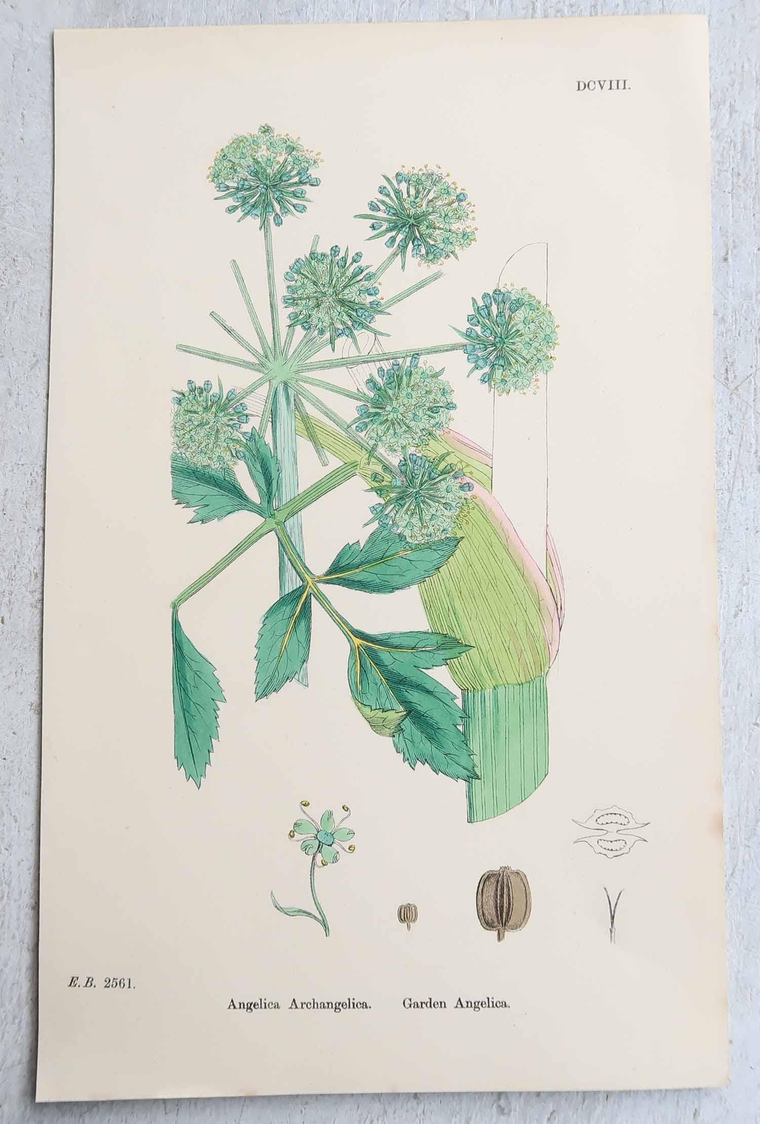 Ensemble de 16 estampes botaniques originales d'antiquités, vers 1850 en vente 7