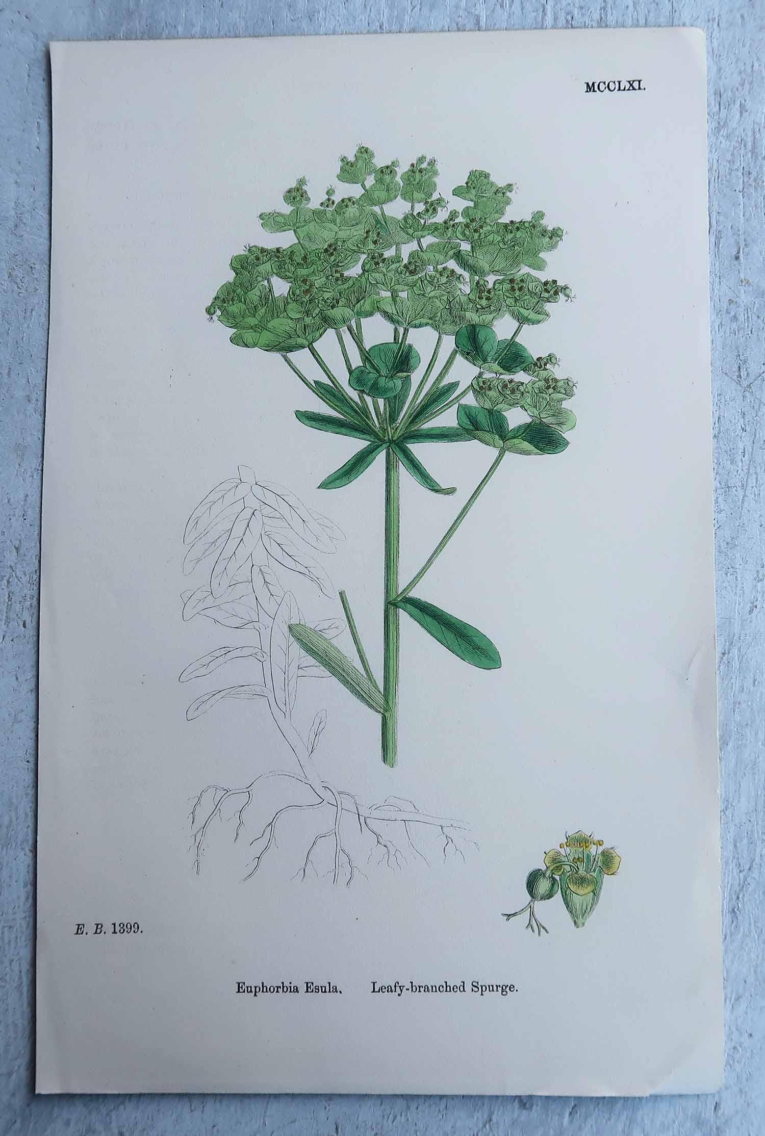 Set von 16 originalen antiken botanischen Drucken, um 1850 im Angebot 7