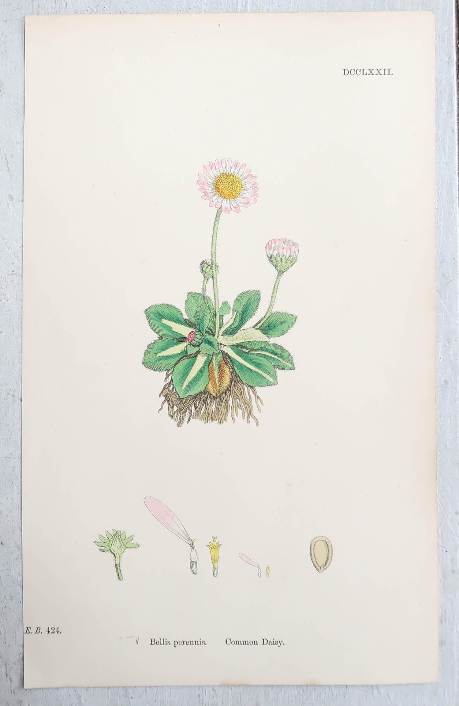 Set of 16 Original Antique Botanical Prints, circa 1850 8