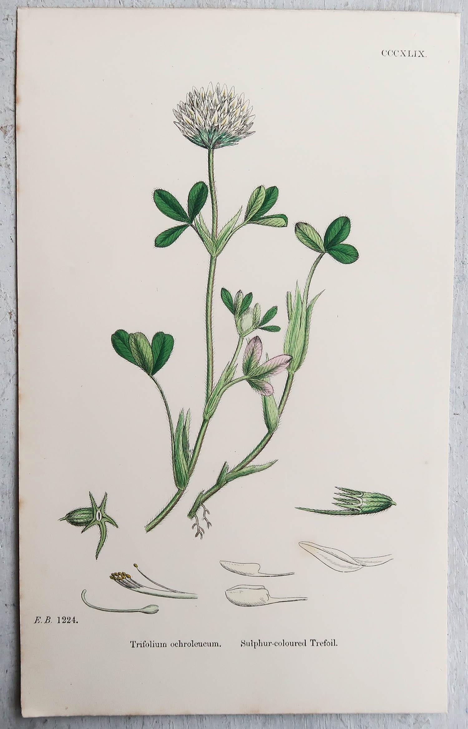Set of 16 Original Antique Botanical Prints, circa 1850 8