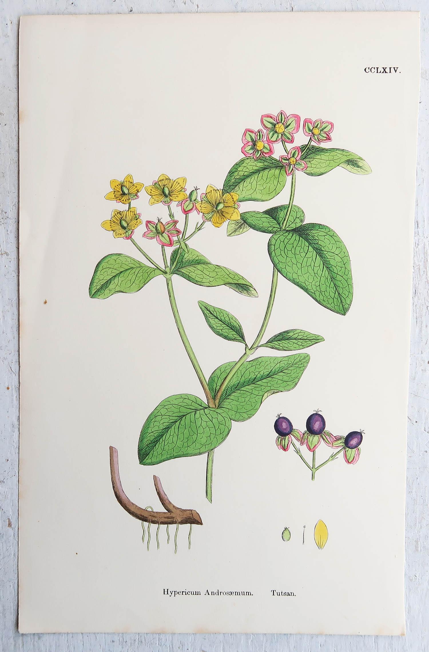 Set of 16 Original Antique Botanical Prints, circa 1850 For Sale 8