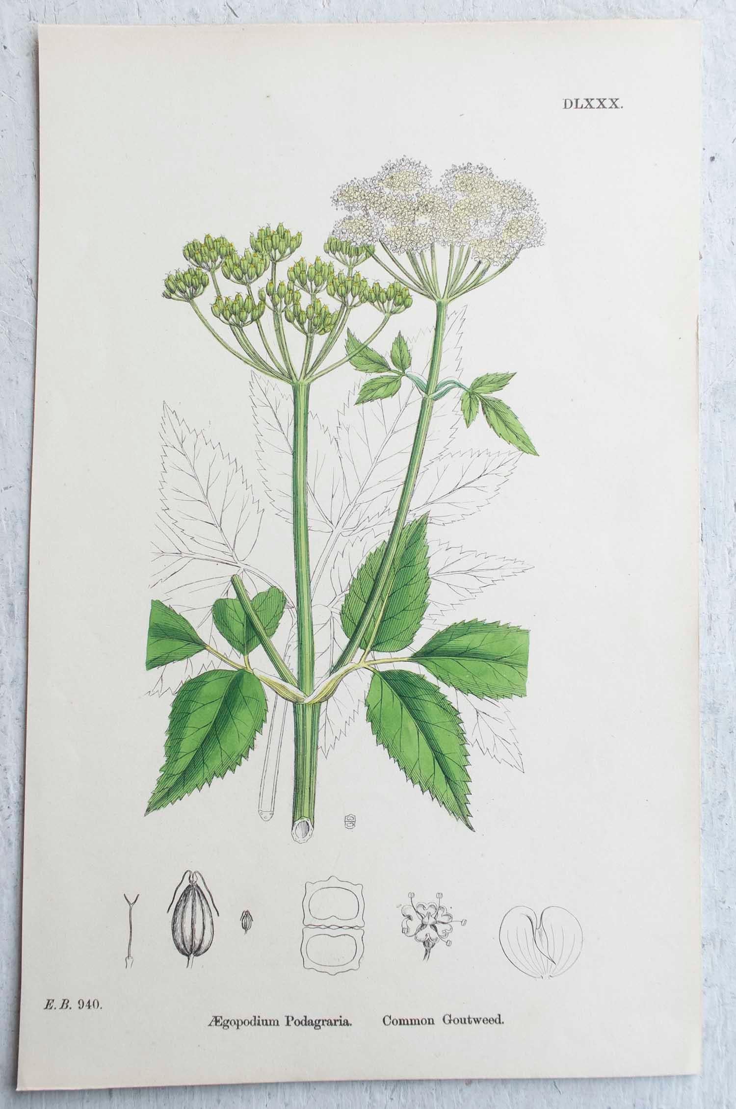 Set of 16 Original Antique Botanical Prints, circa 1850 8