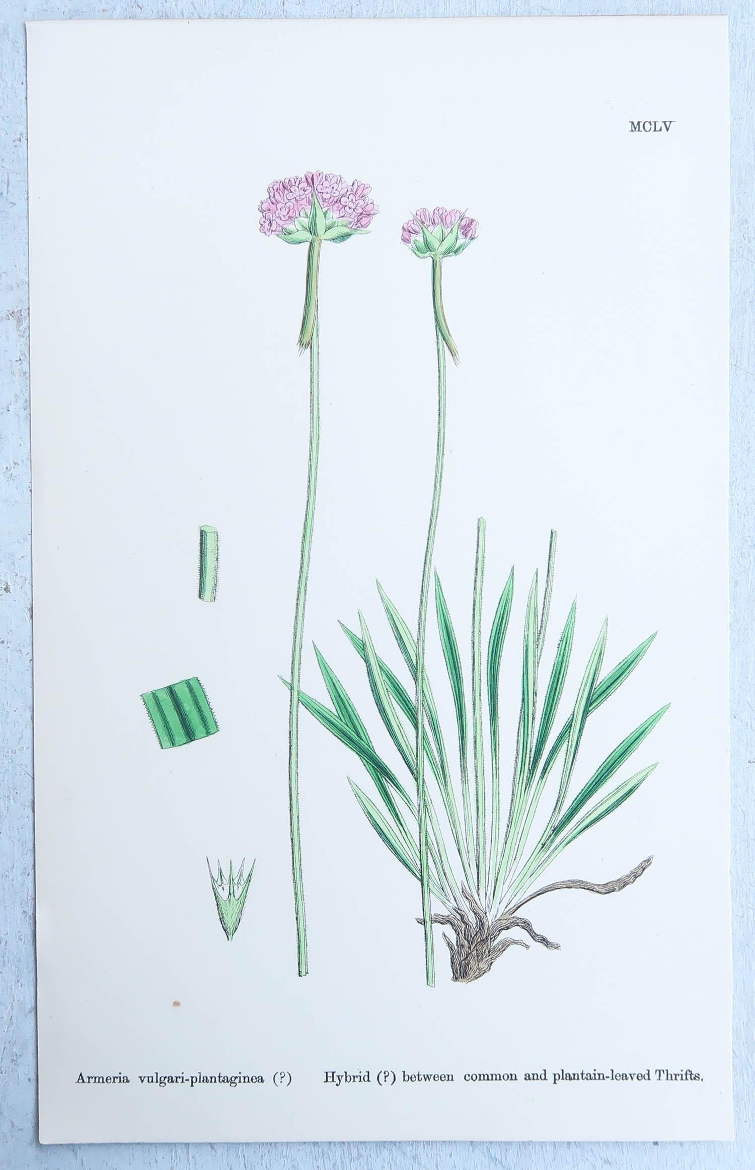 Set of 16 Original Antique Botanical Prints, circa 1850 8