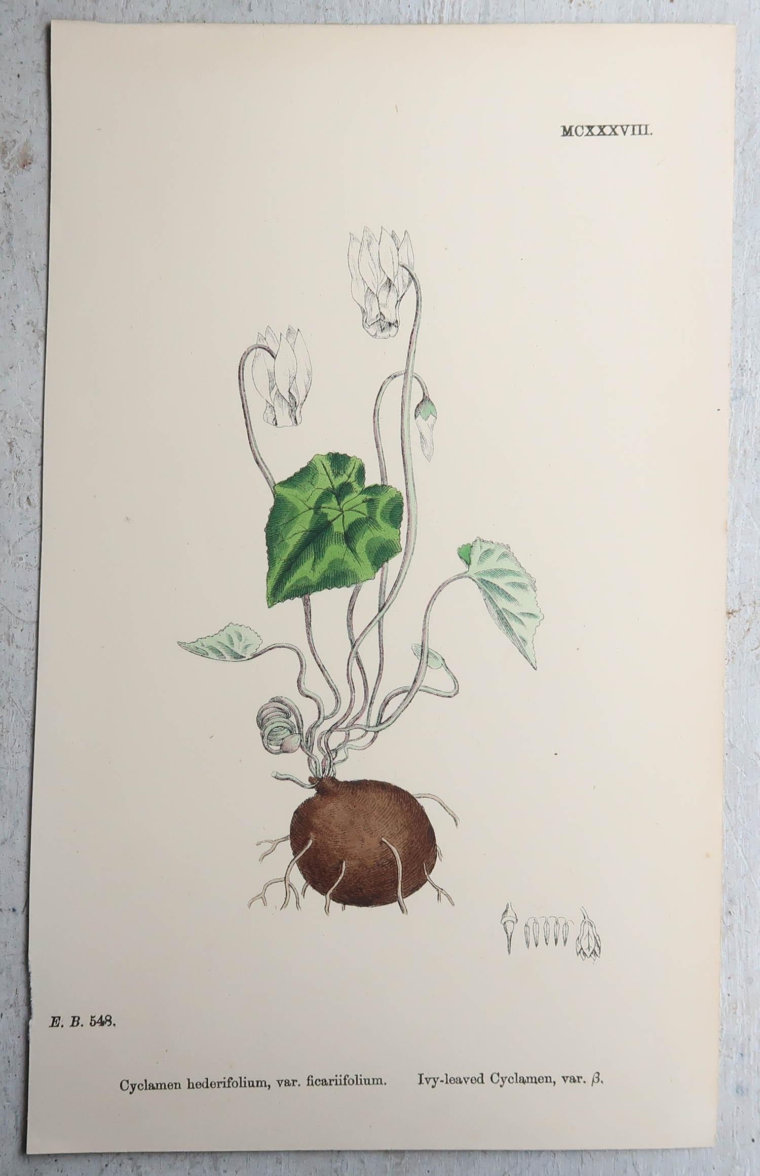 Set of 16 Original Antique Botanical Prints, circa 1850 For Sale 8