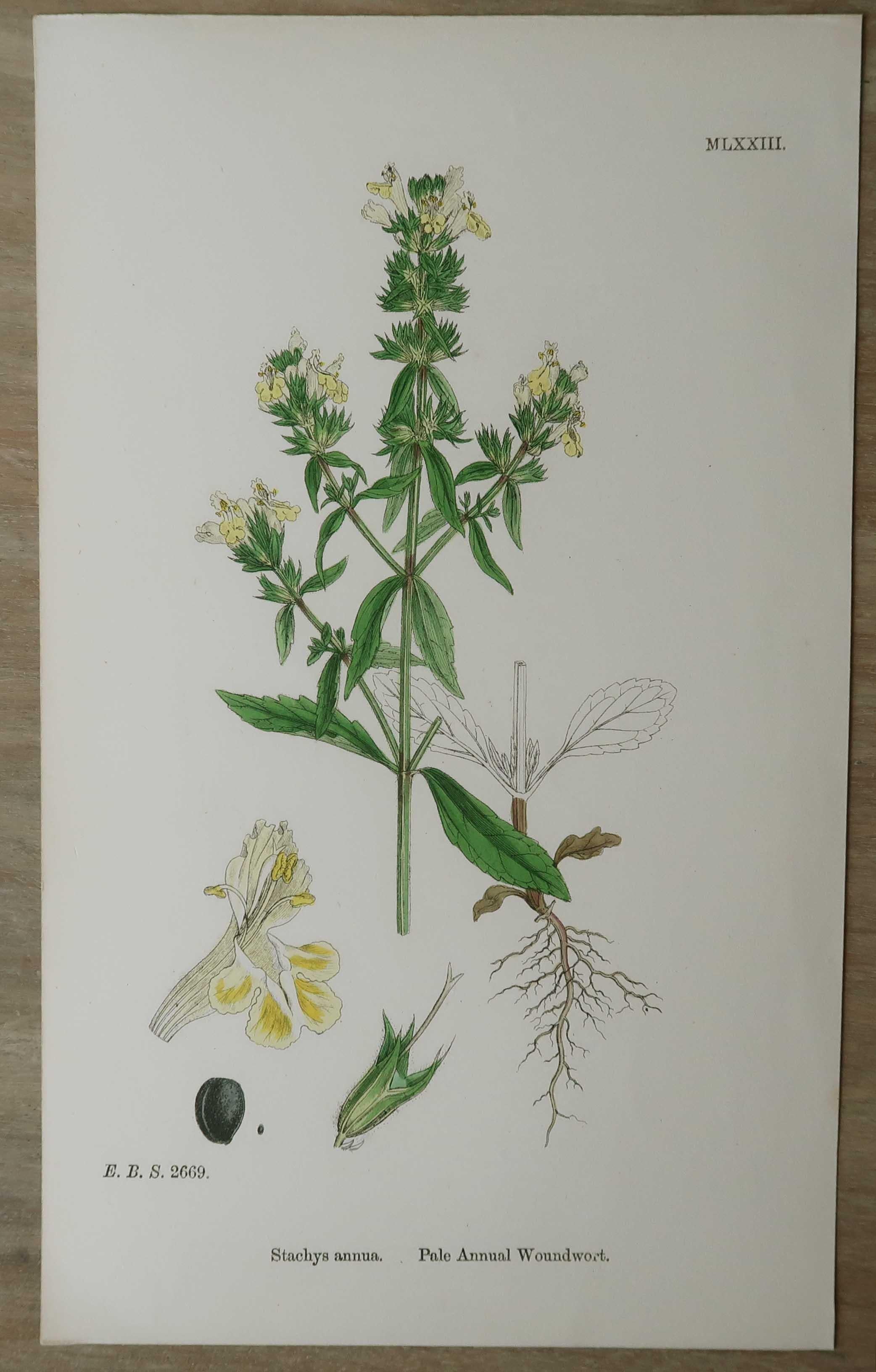 Set of 16 Original Antique Botanical Prints, circa 1850 For Sale 8
