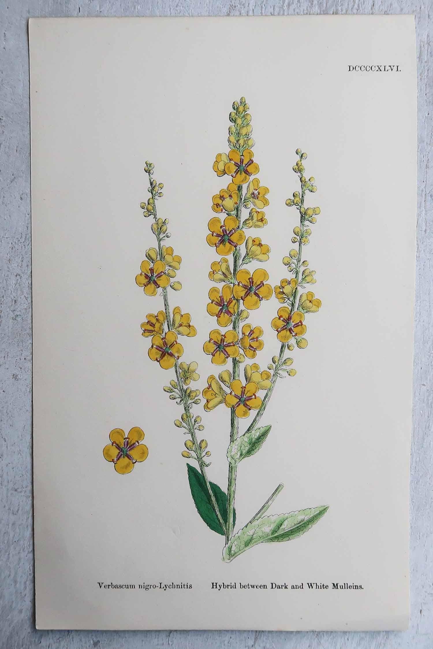 Set di 16 stampe botaniche originali antiche, circa 1850 in vendita 8