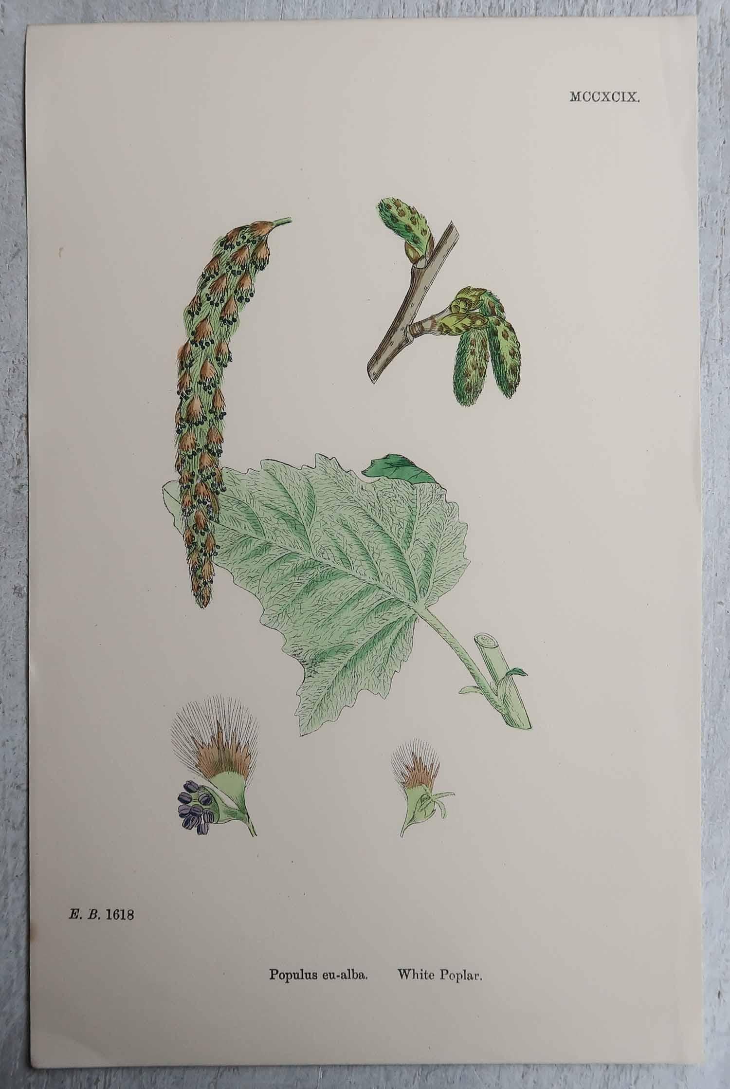 Set of 16 Original Antique Botanical Prints, circa 1850 For Sale 8