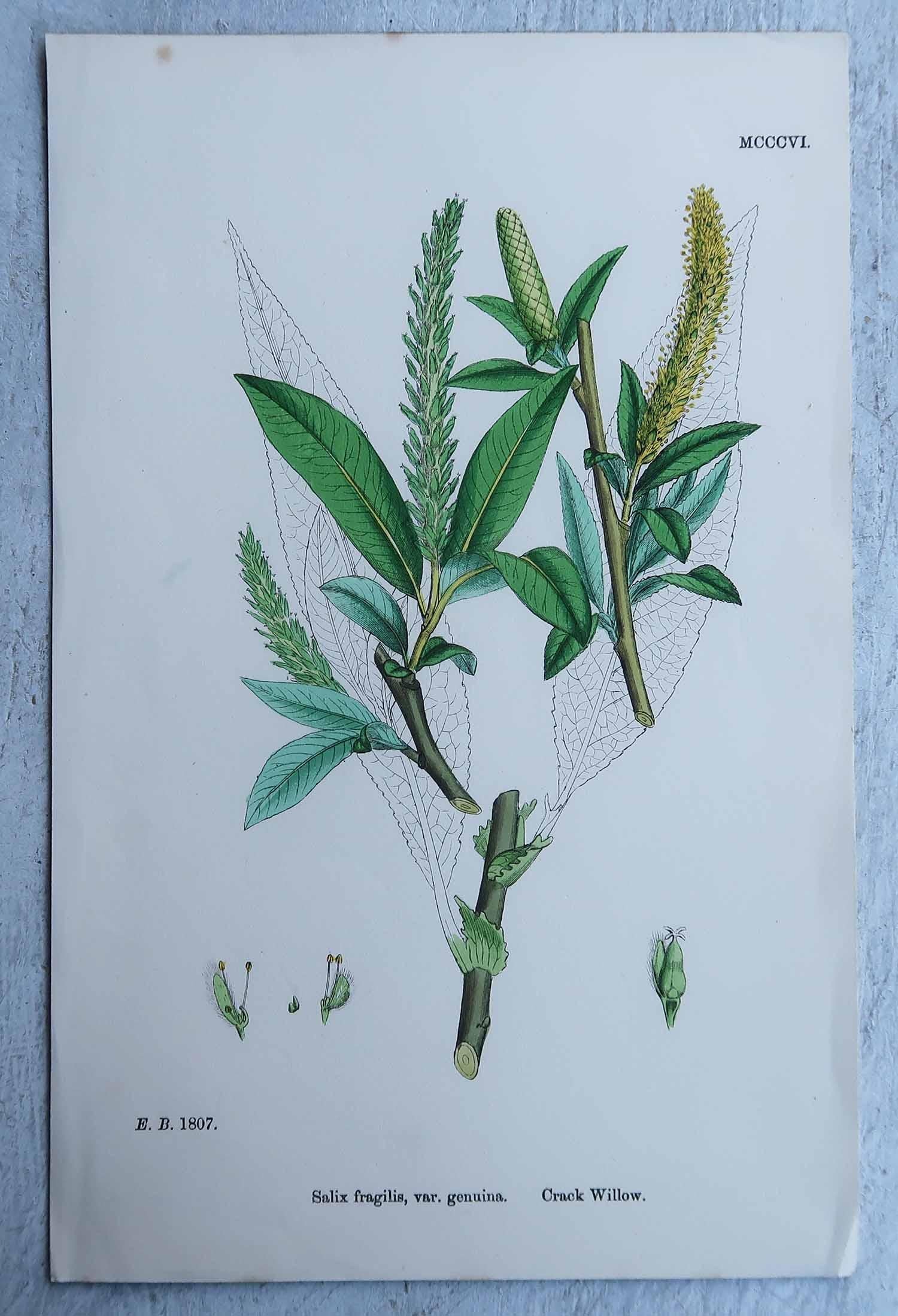 Set von 16 originalen antiken botanischen Drucken, um 1850 im Angebot 8