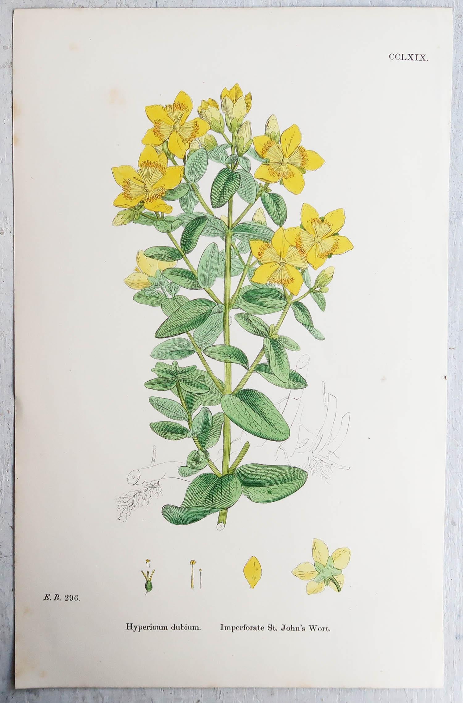 Ensemble de 16 estampes botaniques originales d'antiquités, vers 1850 9