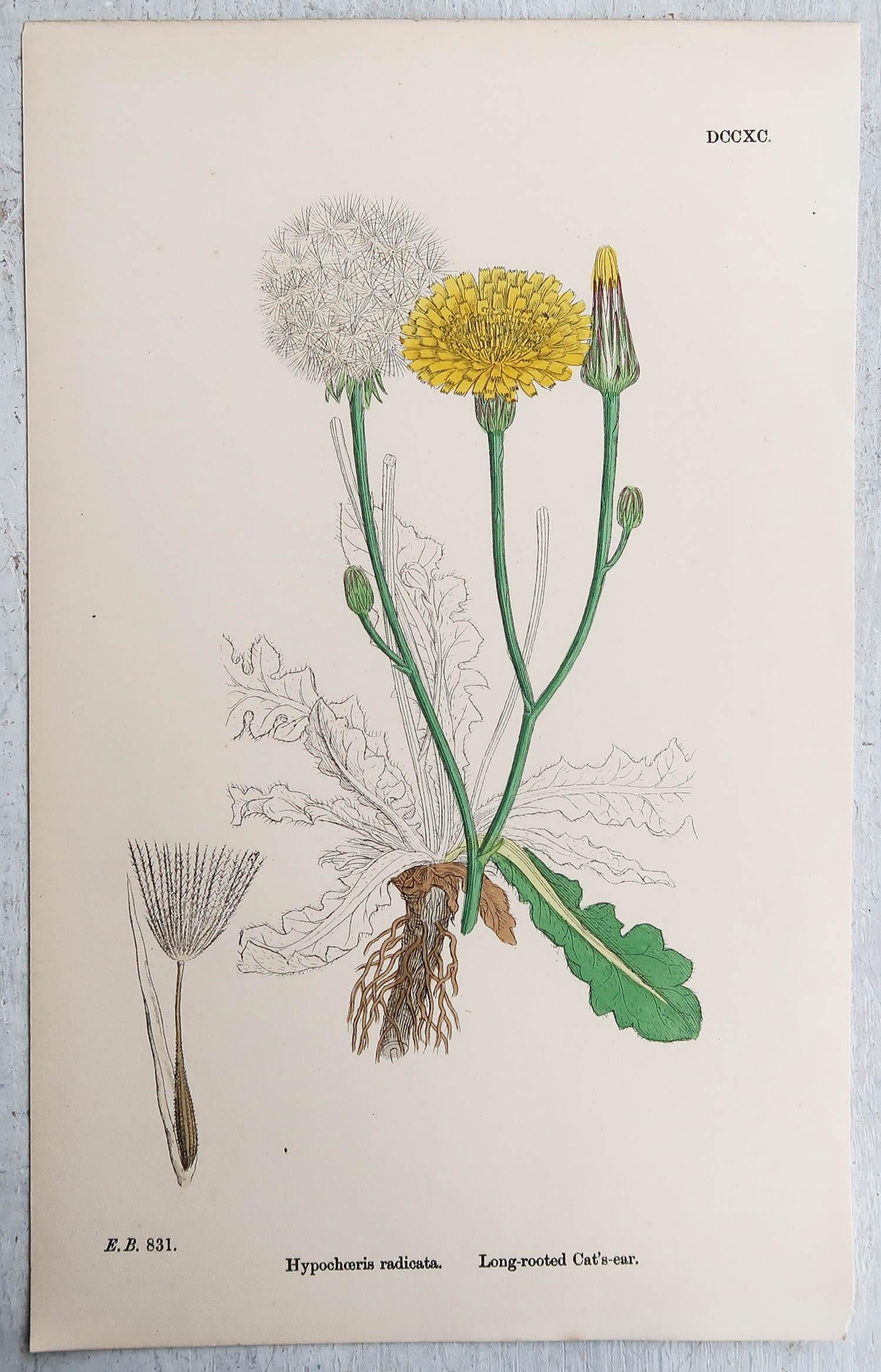Set of 16 Original Antique Botanical Prints, circa 1850 9
