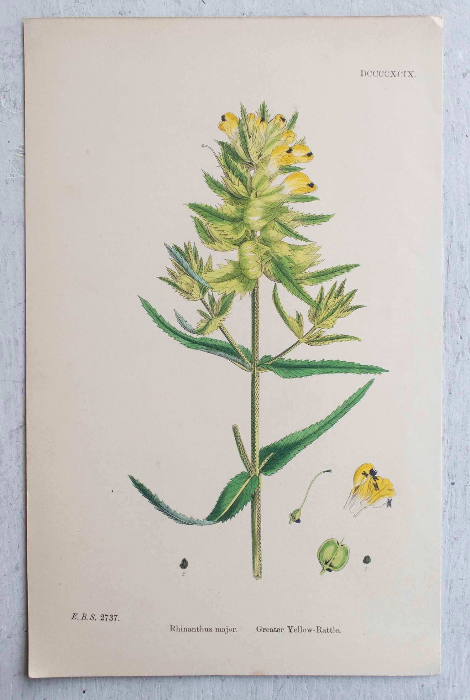 Set of 16 Original Antique Botanical Prints, circa 1850 9