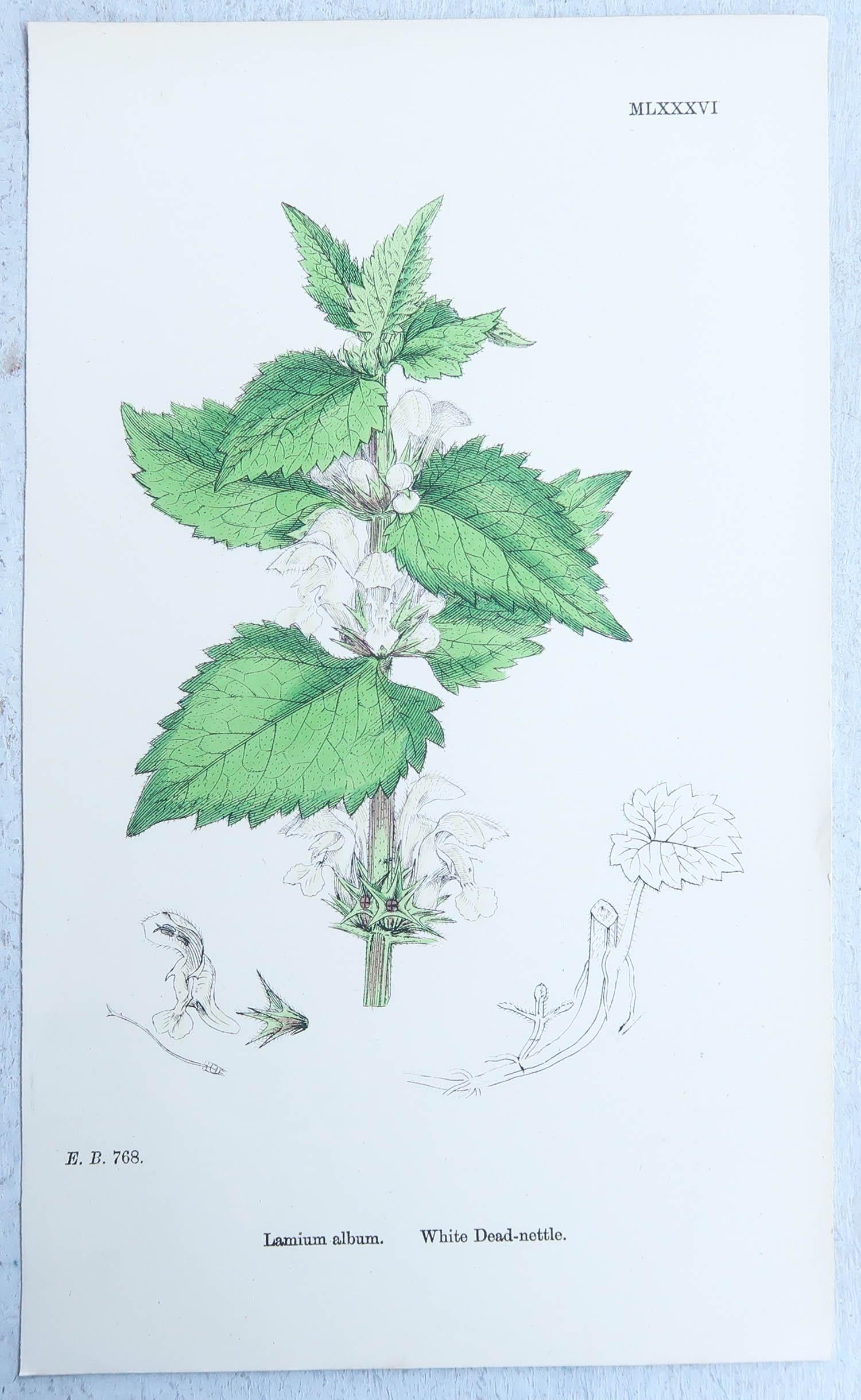 Set of 16 Original Antique Botanical Prints, circa 1850 9