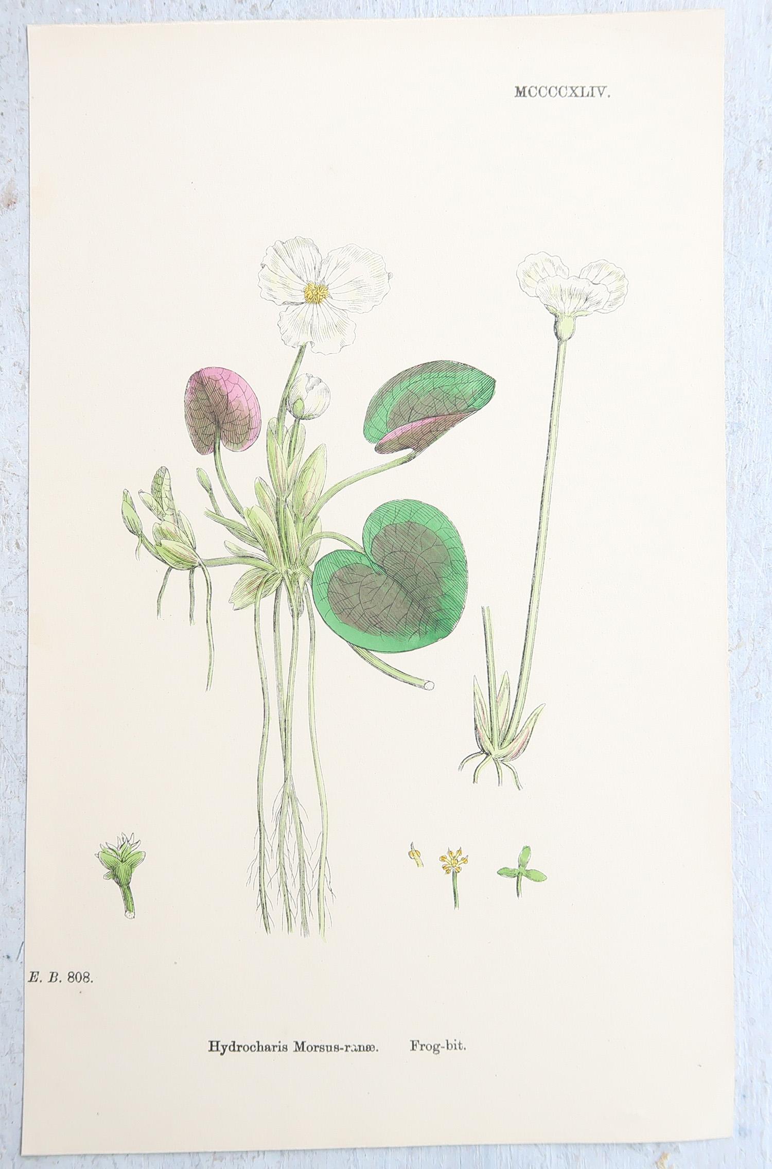 Set von 16 originalen antiken botanischen Drucken, um 1850 im Angebot 9