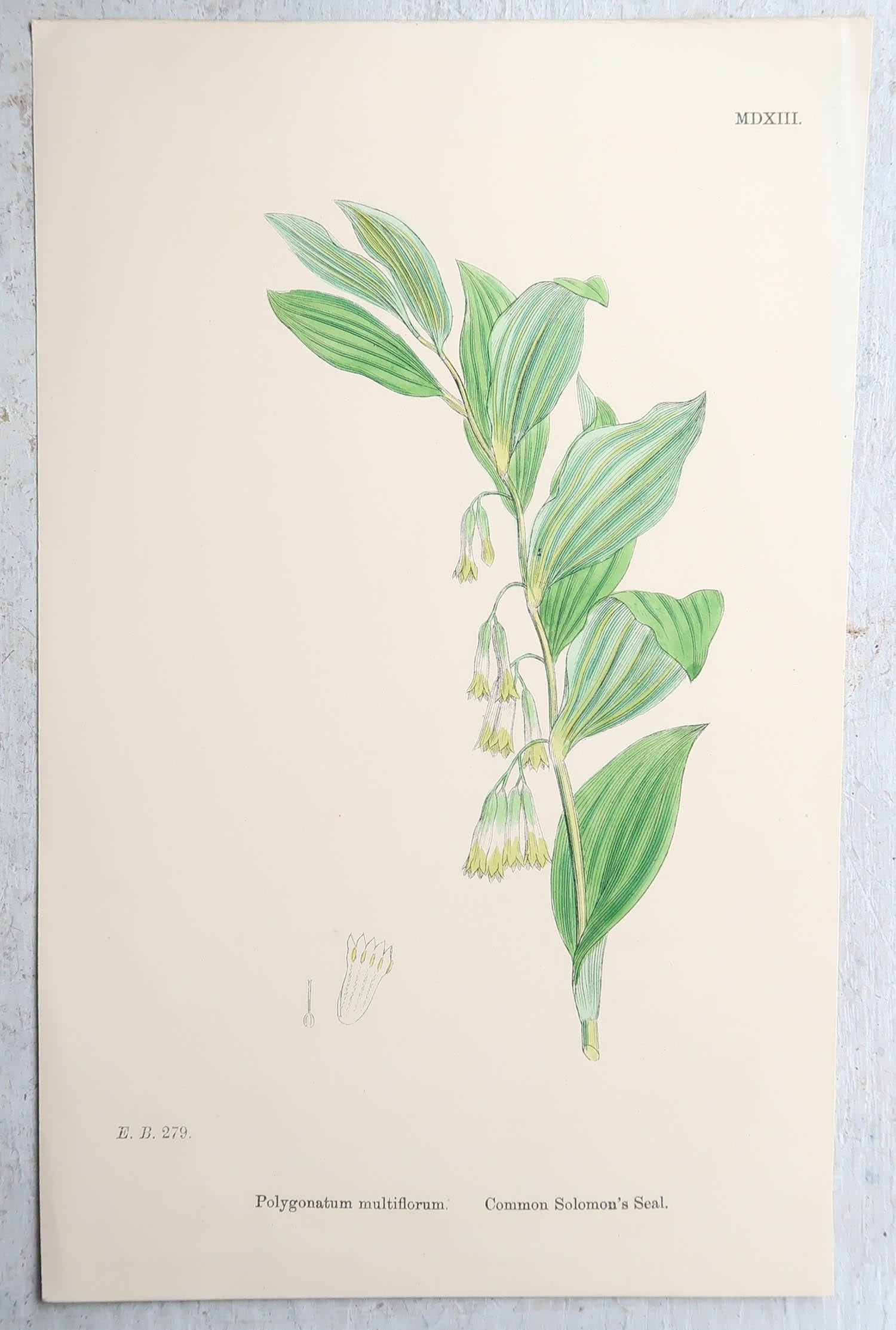 Set of 16 Original Antique Botanical Prints, circa 1850 For Sale 9
