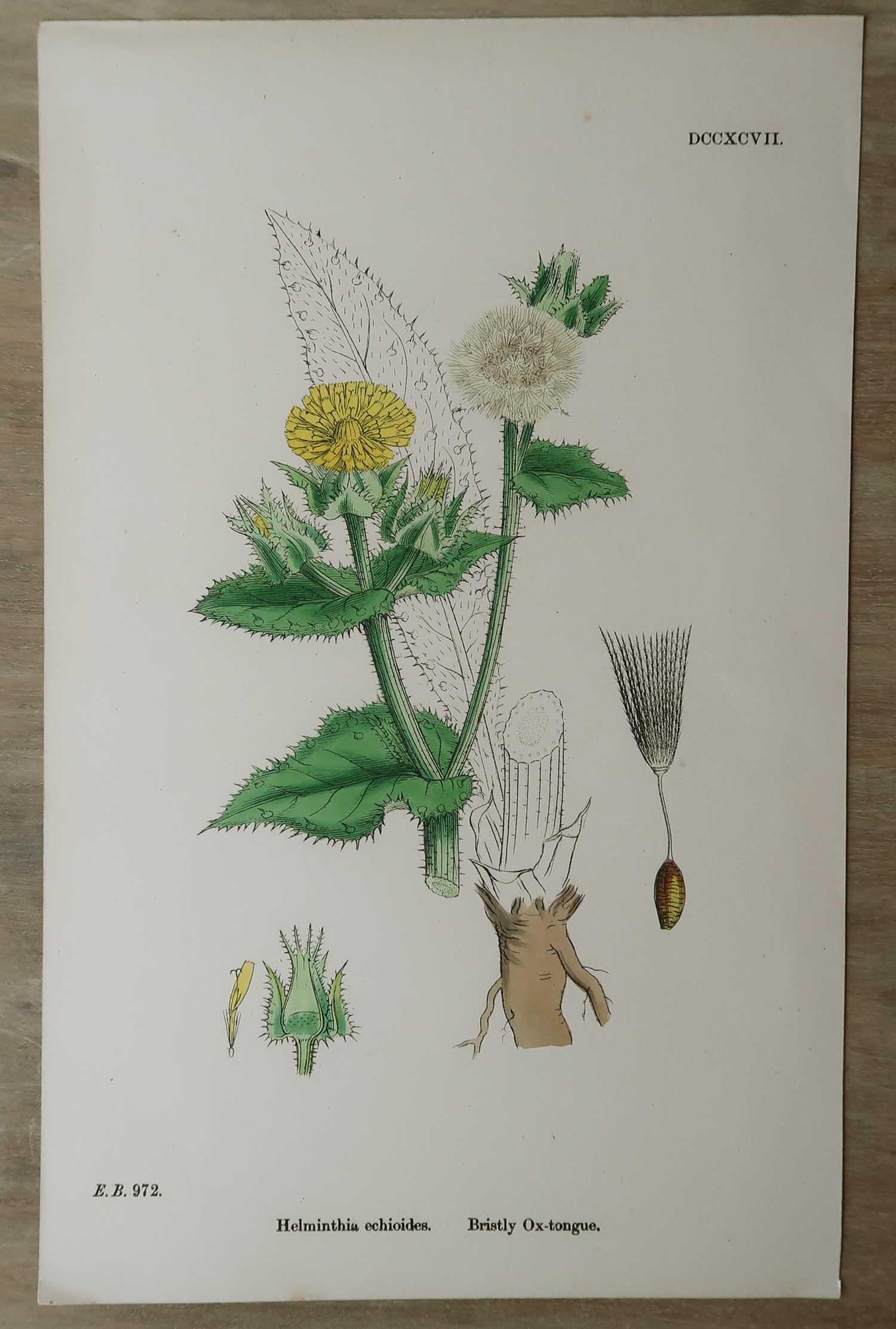 Set of 16 Original Antique Botanical Prints, circa 1850 For Sale 9