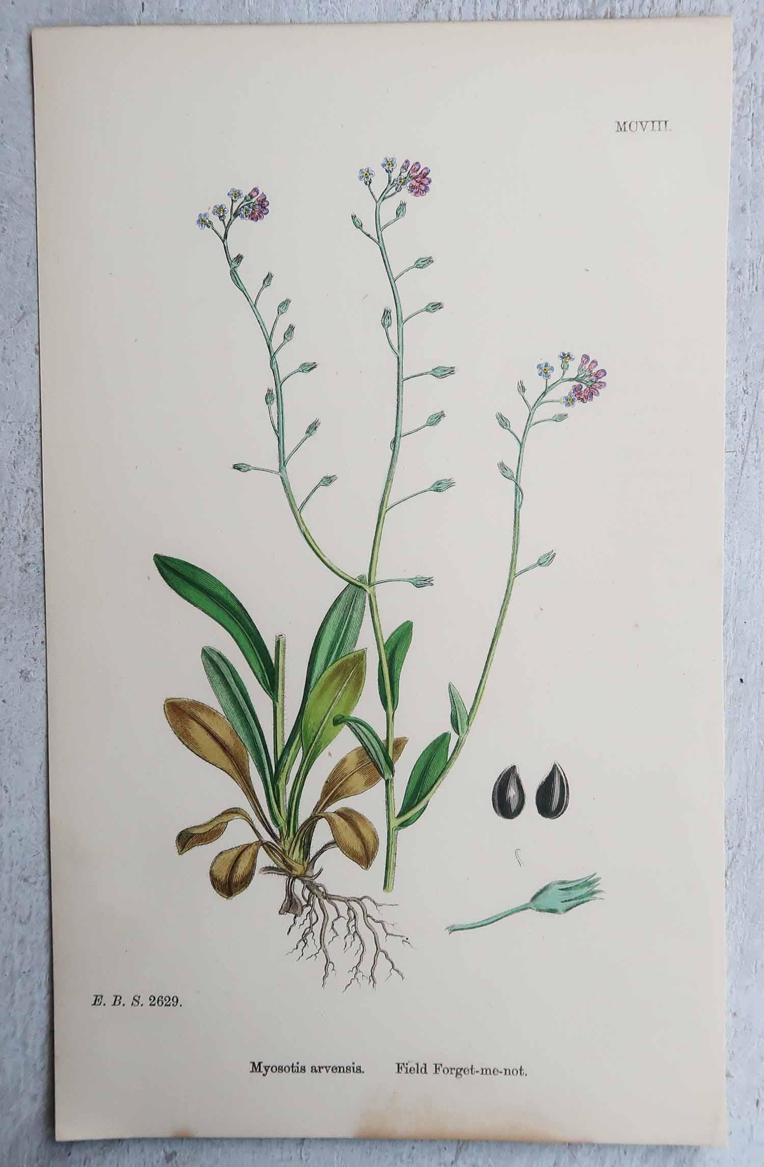 Set di 16 stampe botaniche originali antiche, circa 1850 in vendita 9