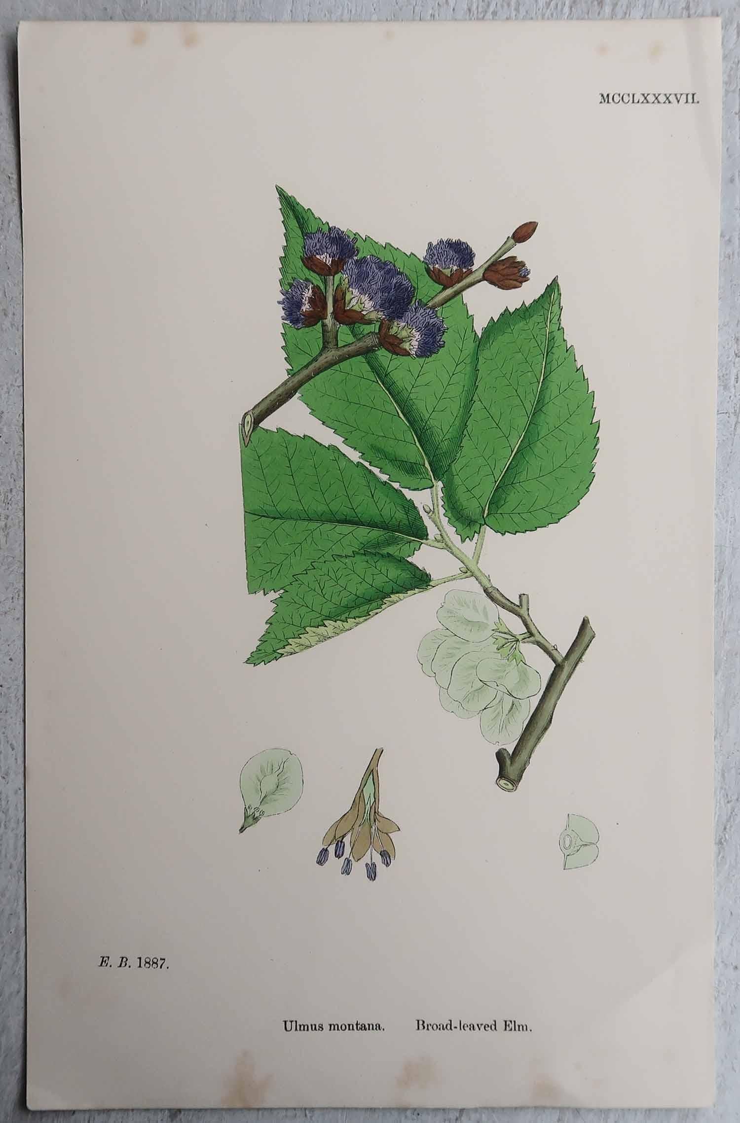 Set of 16 Original Antique Botanical Prints, circa 1850 For Sale 9