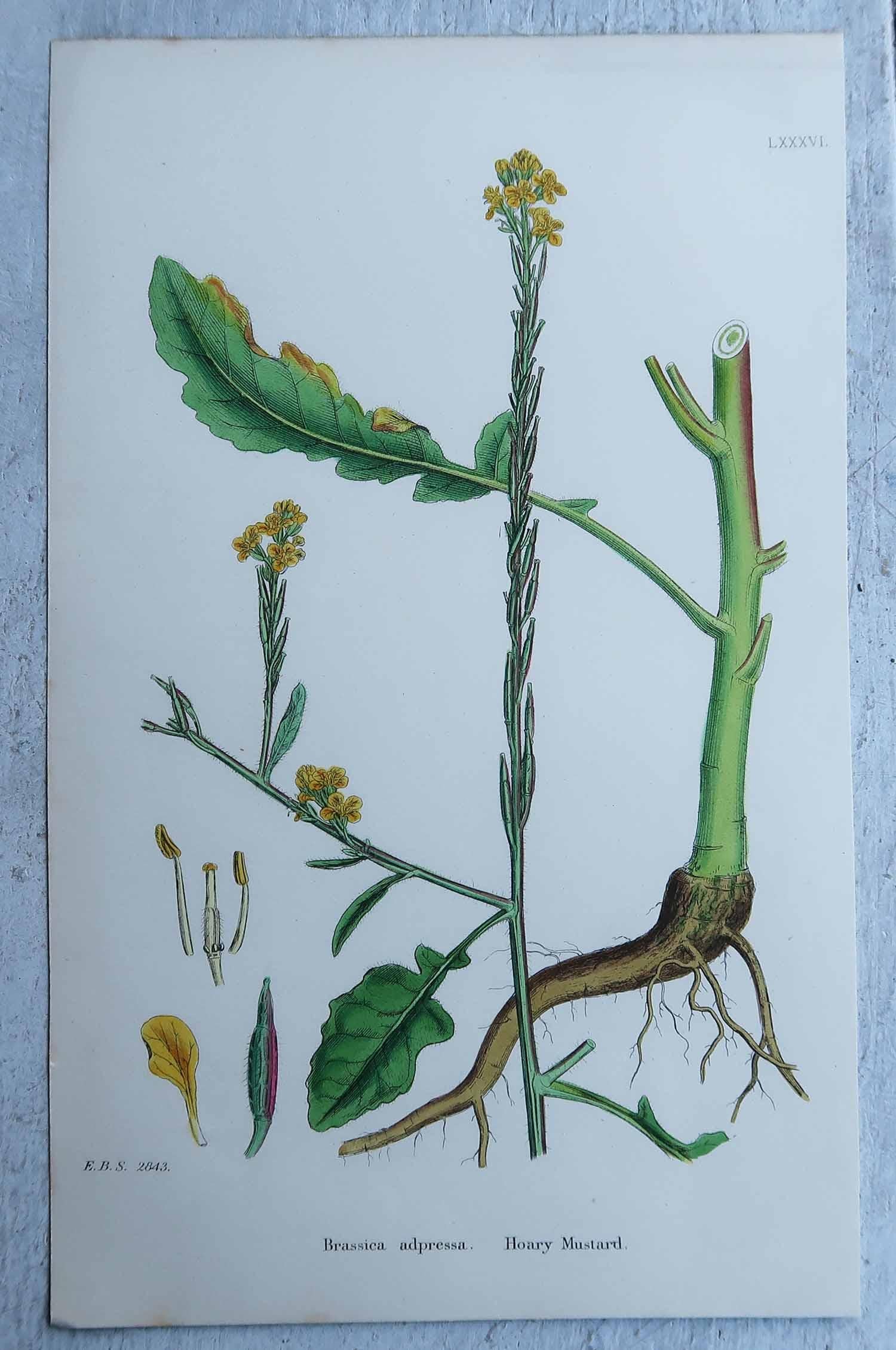 Set von 16 originalen antiken botanischen Drucken, um 1850 im Angebot 9