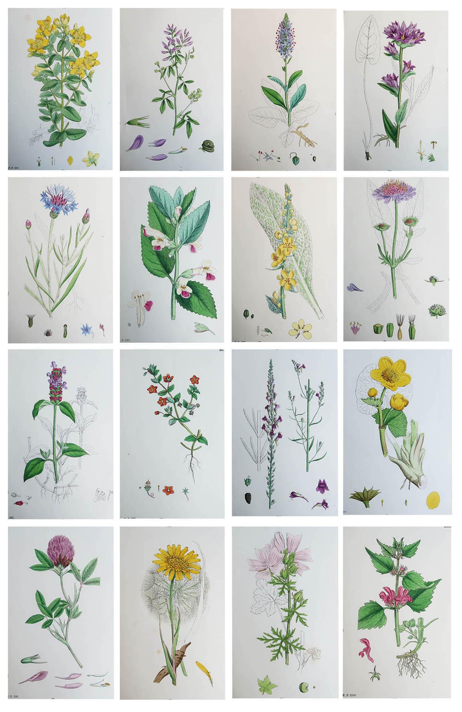 Merveilleux ensemble de 16 impressions botaniques

Lithographies d'après les dessins botaniques originaux de Hooker.

Couleur originale

Publié, vers 1850

Non encadré.

La mesure donnée est pour une impression.

