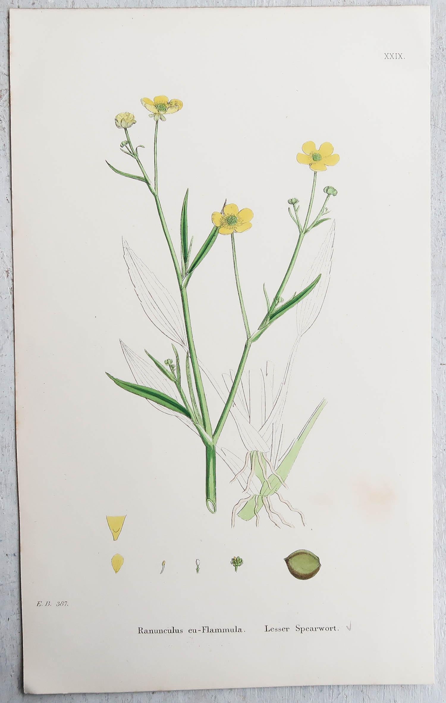 Wonderful set of 16 botanical prints

Lithographs after the original botanical drawings by Hooker.

Original color

Published, circa 1850

Unframed.

The measurement given is for one print.

