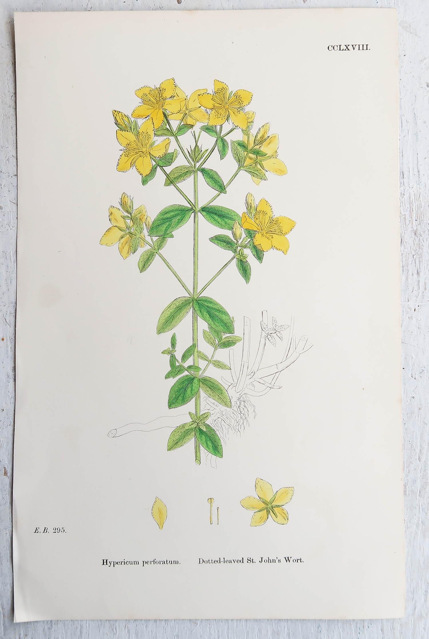 Wunderschöner Satz von 16 botanischen Drucken

Lithographien nach den botanischen Originalzeichnungen von Hooker.

Original Farbe

Veröffentlicht, um 1850

Ungerahmt.

Die angegebenen Maße beziehen sich auf einen Druck.

