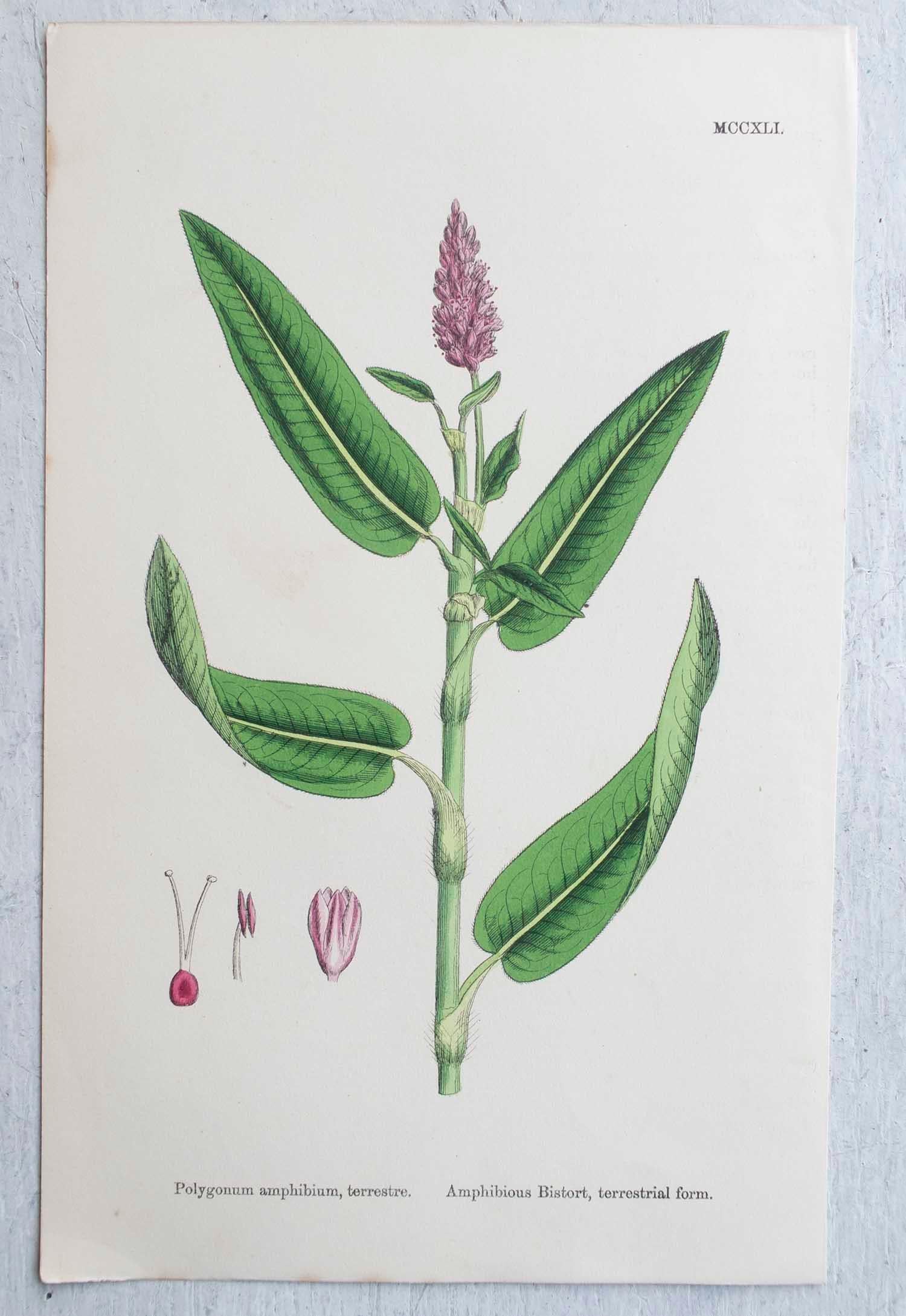 Wonderful set of 16 botanical prints

Lithographs after the original botanical drawings by Hooker.

Original color

Published, circa 1850

Unframed.

The measurement given is for one print.

Free shipping 
