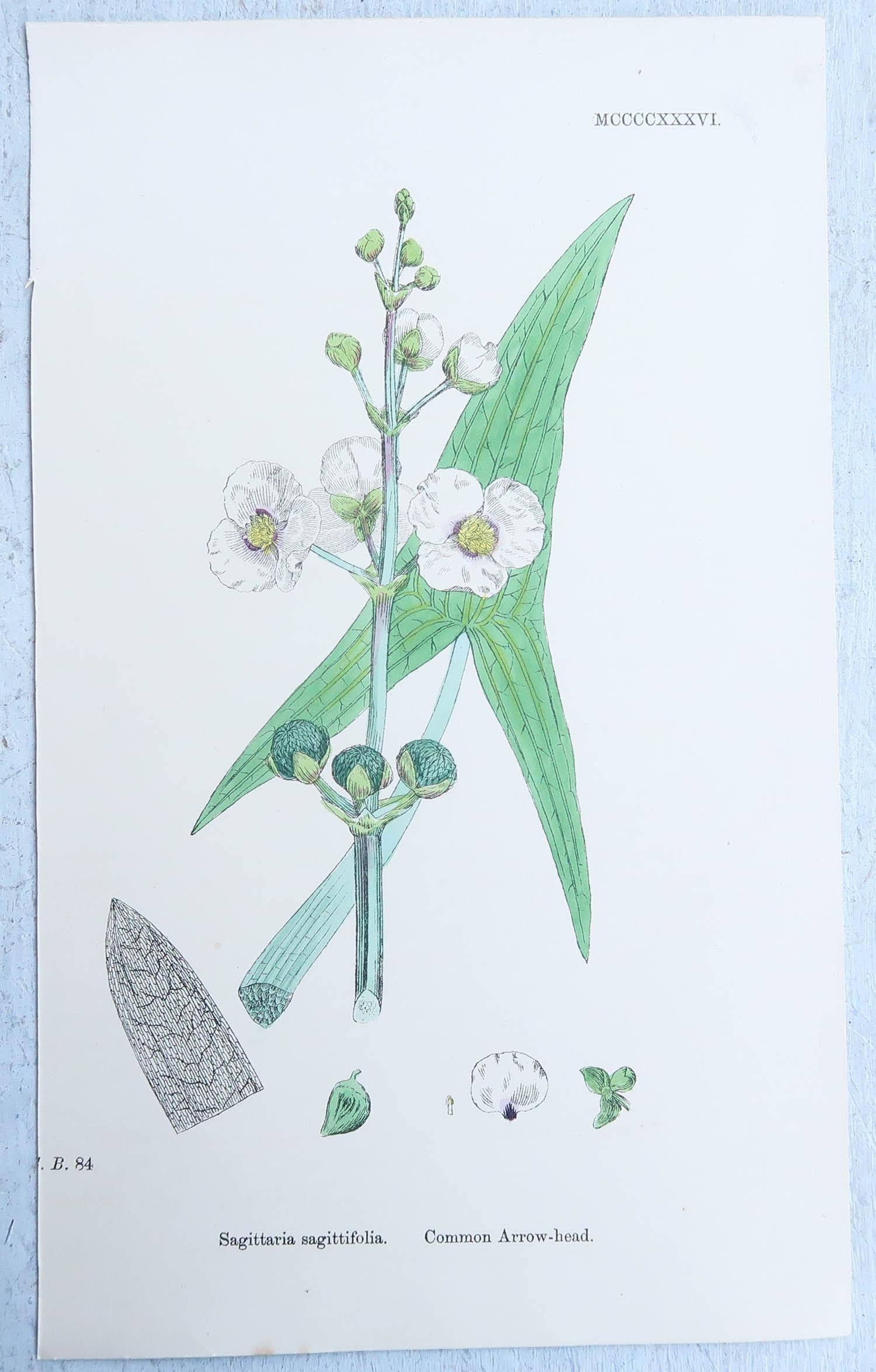 Wonderful set of 16 botanical prints

Lithographs after the original botanical drawings by Hooker.

Original color

Published, circa 1850

Unframed.

The measurement given is for one print.

Free shipping 
