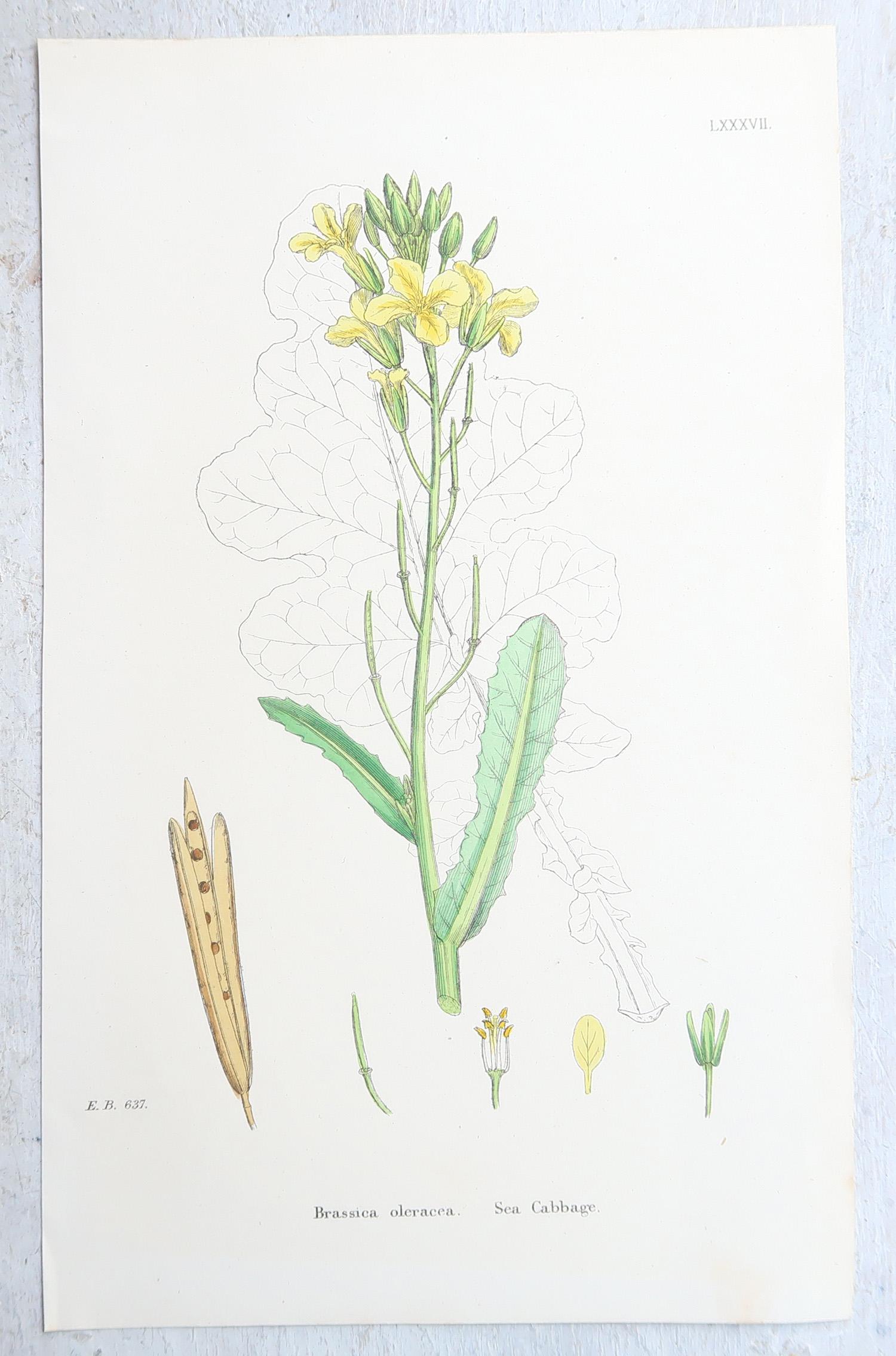Wunderschöner Satz von 16 botanischen Drucken

Lithographien nach den botanischen Originalzeichnungen von Hooker.

Original Farbe

Veröffentlicht, um 1850

Ungerahmt.

Die angegebenen Maße beziehen sich auf einen Druck.

Kostenloser Versand 
