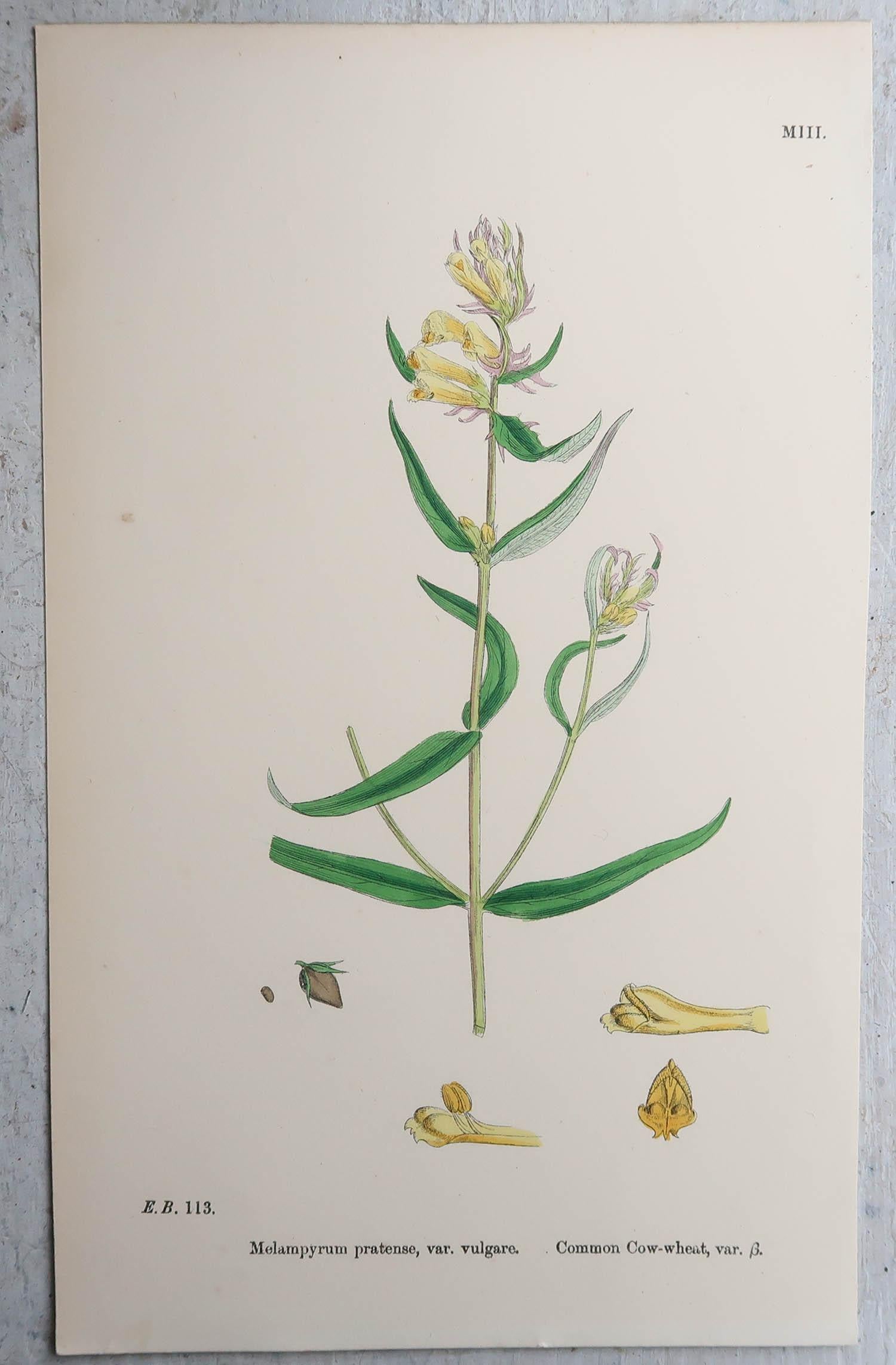 Wonderful set of 16 botanical prints

Lithographs after the original botanical drawings by Hooker.

Original color

Published, circa 1850

Unframed.

The measurement given is for one print.

Free shipping 
