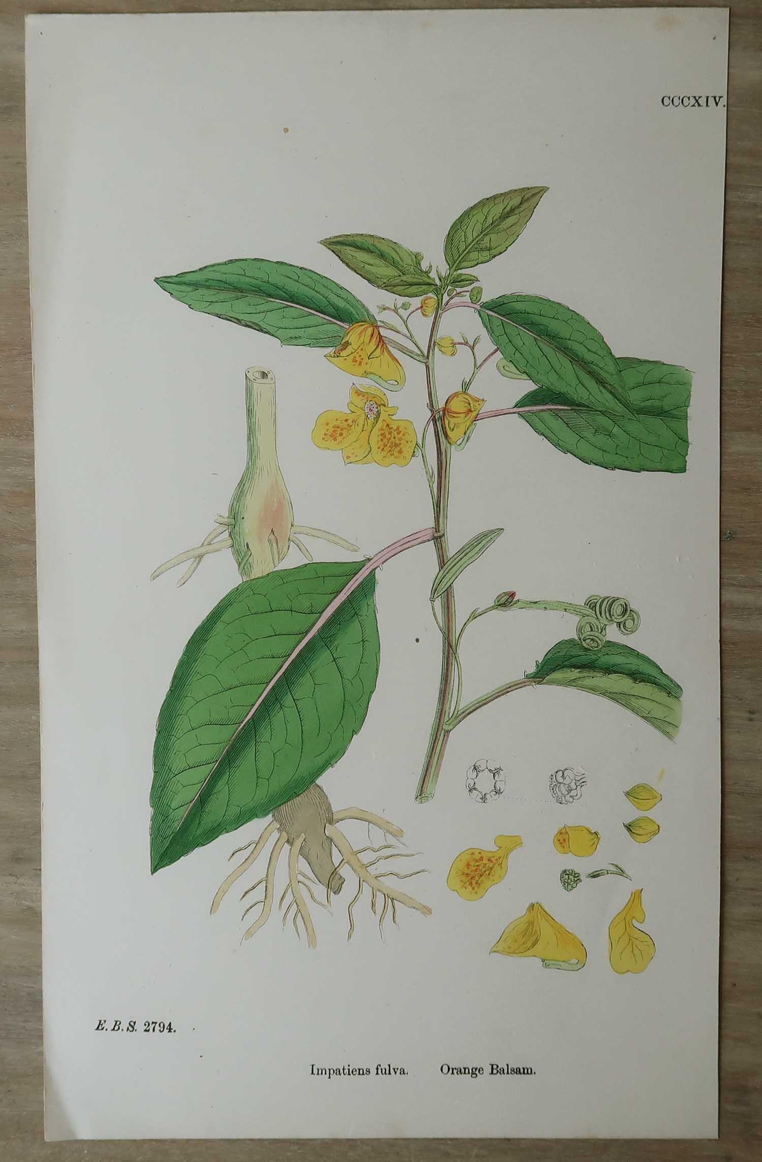 Wonderful set of 16 botanical prints

Lithographs after the original botanical drawings by Hooker.

Original color

Published, circa 1850

Unframed.

The measurement given is for one print.

Free shipping 
