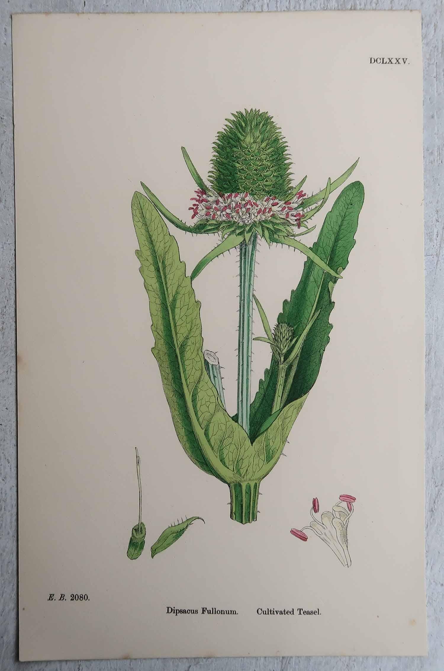 Wonderful set of 16 botanical prints

Lithographs after the original botanical drawings by Hooker.

Original color

Published, circa 1850

Unframed.

The measurement given is for one print.

Free shipping 
