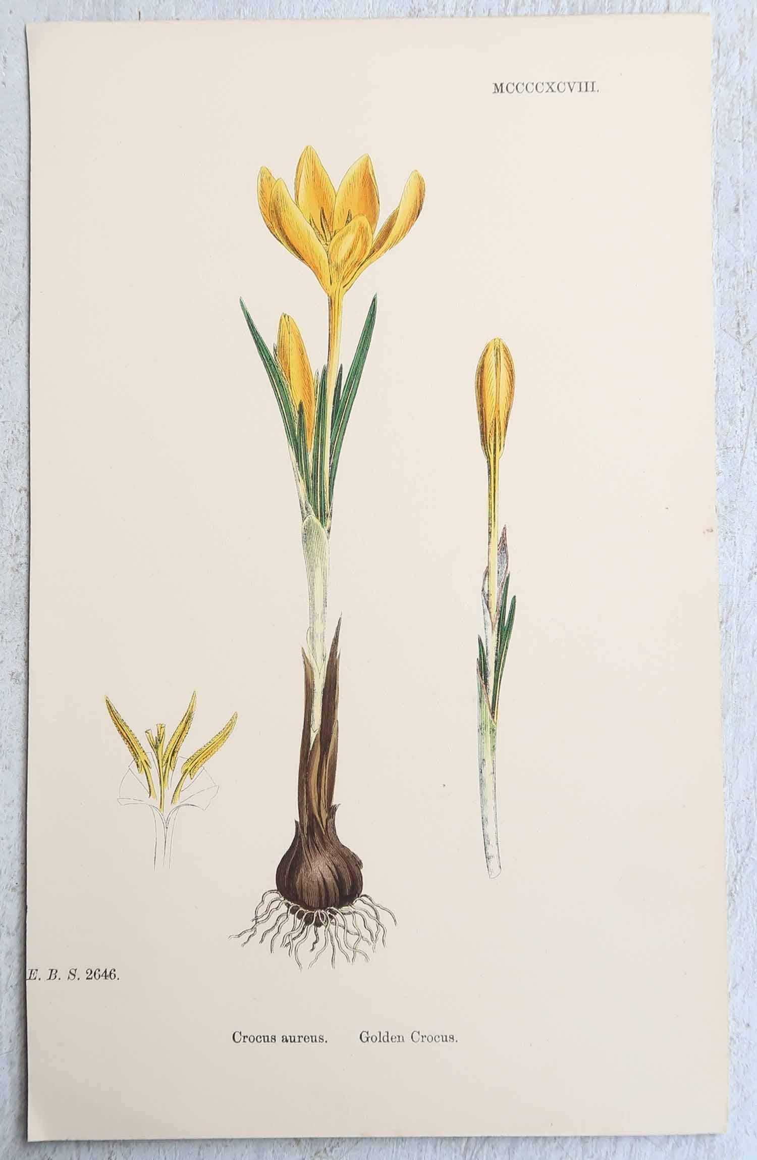 Merveilleux ensemble de 16 estampes botaniques

Lithographies d'après les dessins botaniques originaux de Hooker.

Couleur originale

Publié, vers 1850

Sans cadre.

La mesure donnée est pour une impression.

Expédition gratuite 
