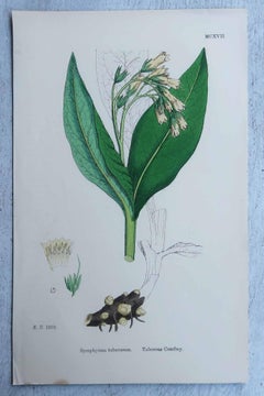 Set of 16 Original Antique Botanical Prints, circa 1850