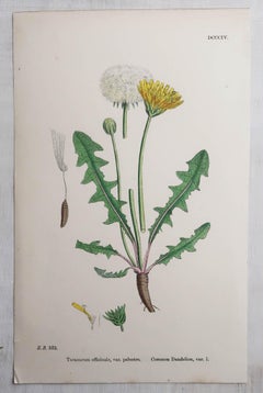 Set of 16 Original Antique Botanical Prints, circa 1850