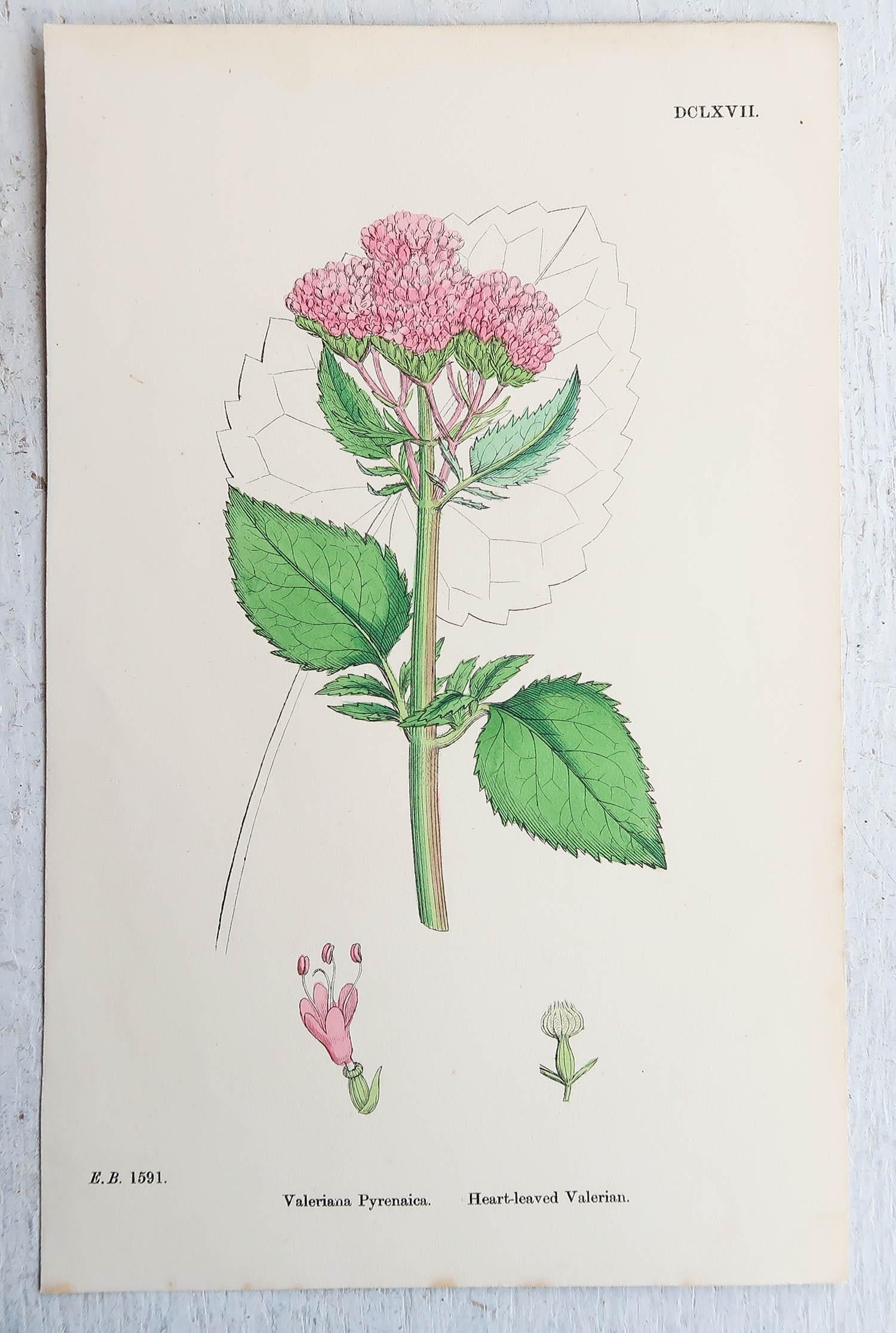 Early Victorian Set of 16 Original Antique Botanical Prints, circa 1850 For Sale