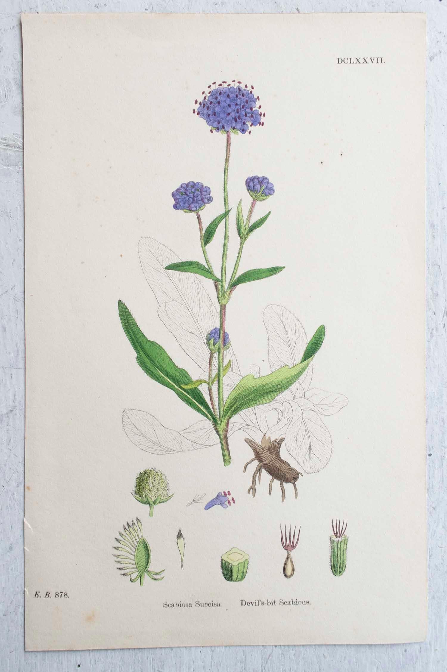 Early Victorian Set of 16 Original Antique Botanical Prints, circa 1850