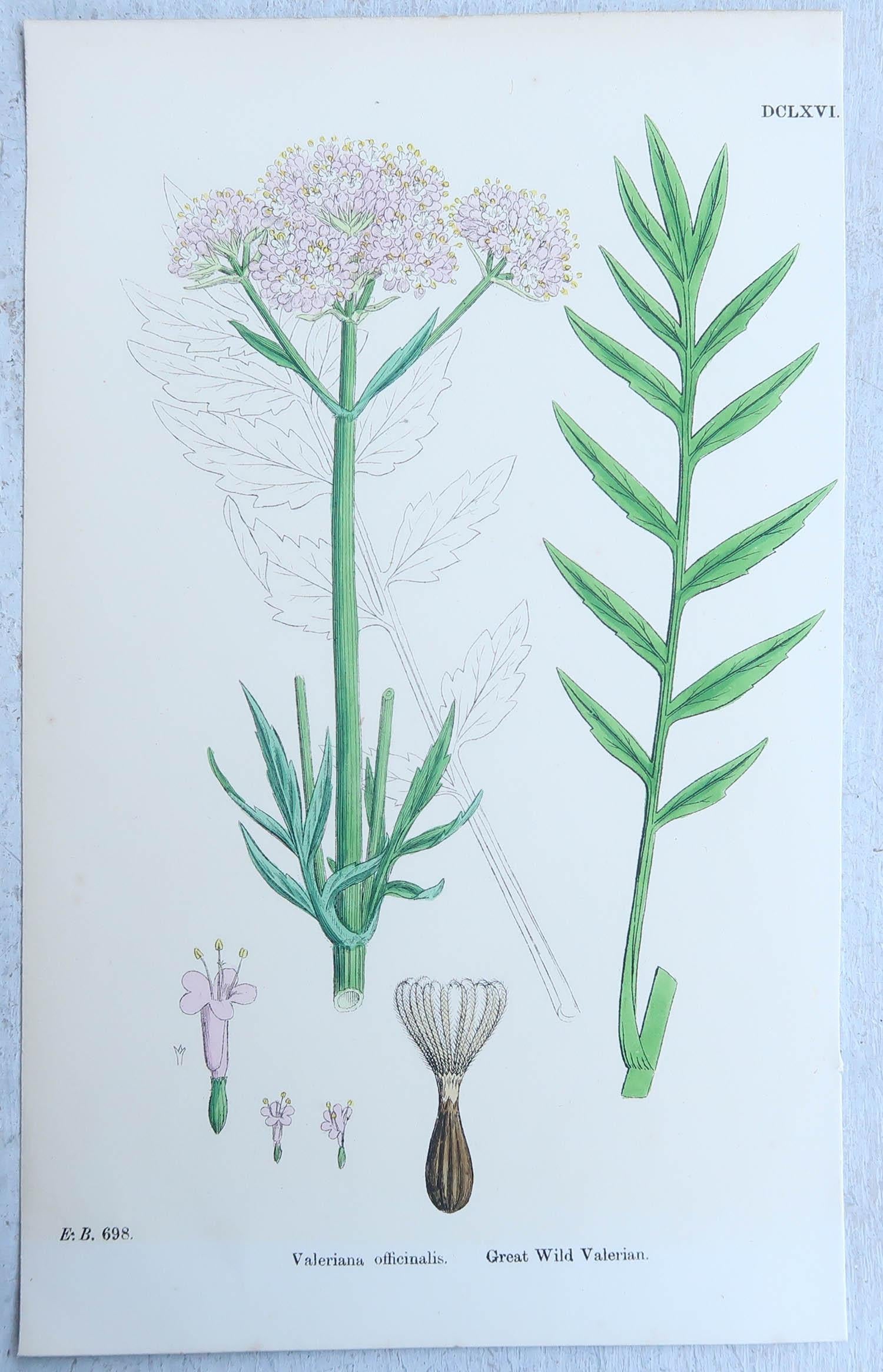 Early Victorian Set of 16 Original Antique Botanical Prints, circa 1850