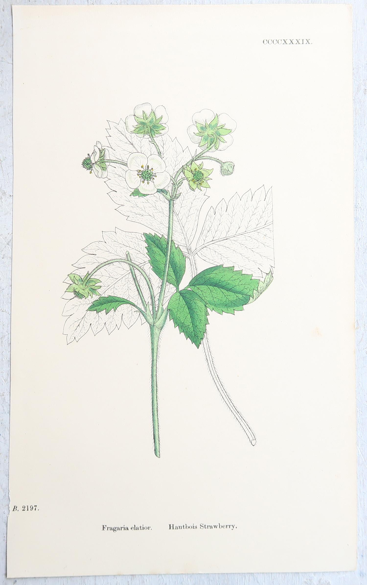 Set von 16 originalen antiken botanischen Drucken, um 1850 (Frühviktorianisch) im Angebot