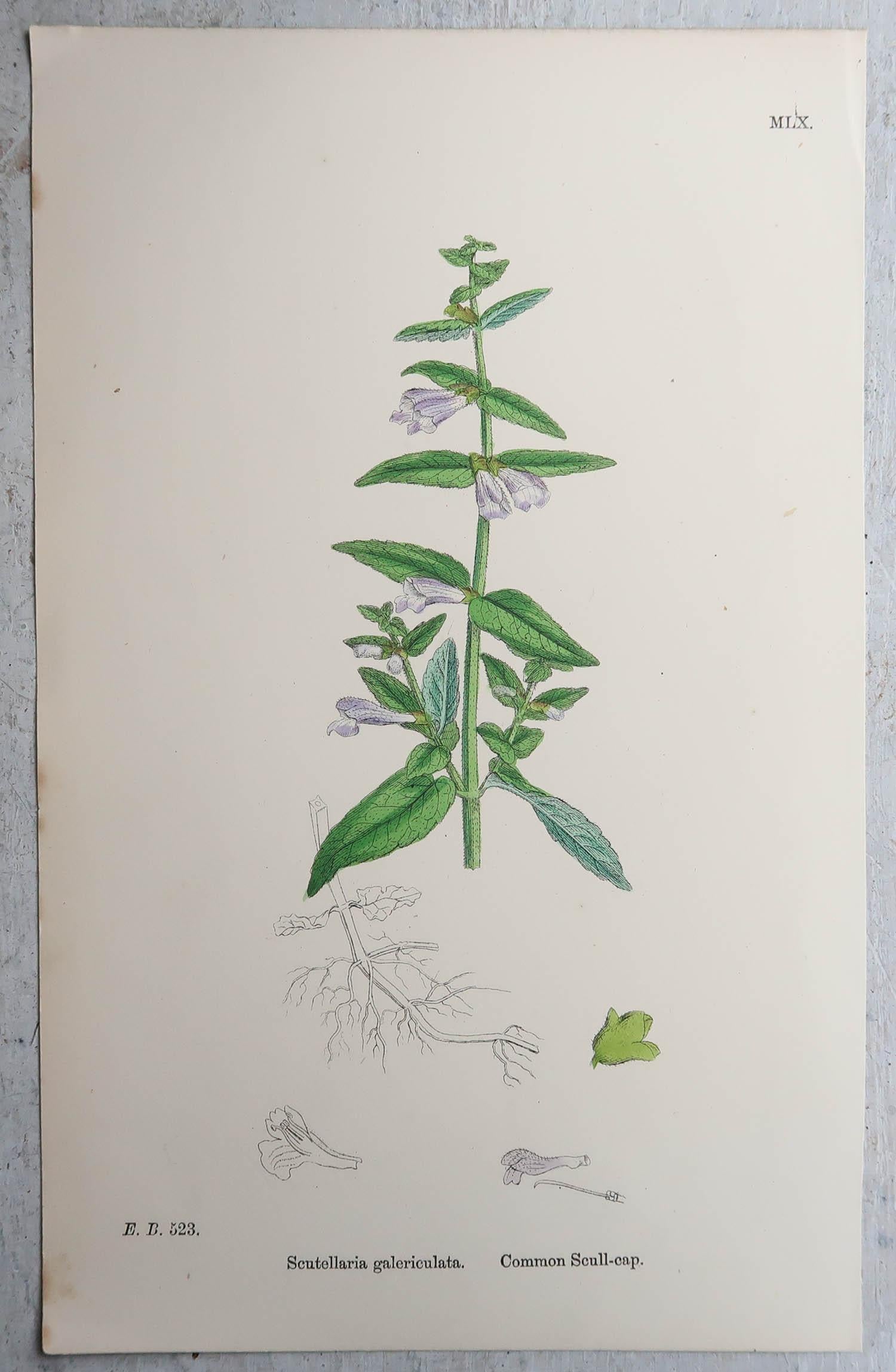 Early Victorian Set of 16 Original Antique Botanical Prints, circa 1850 For Sale