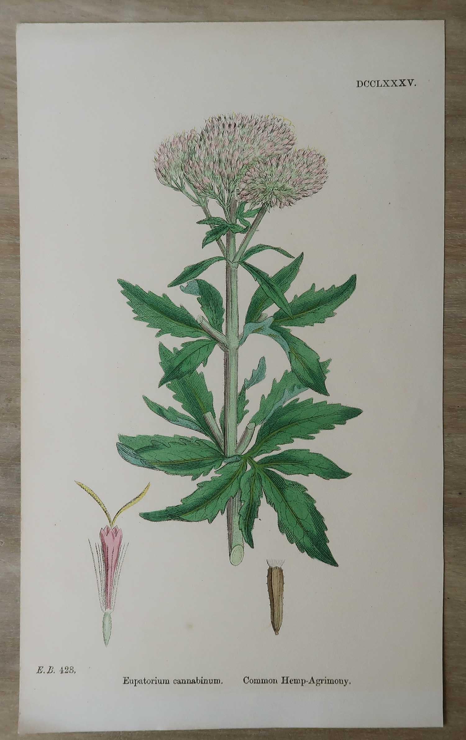 Early Victorian Set of 16 Original Antique Botanical Prints, circa 1850 For Sale